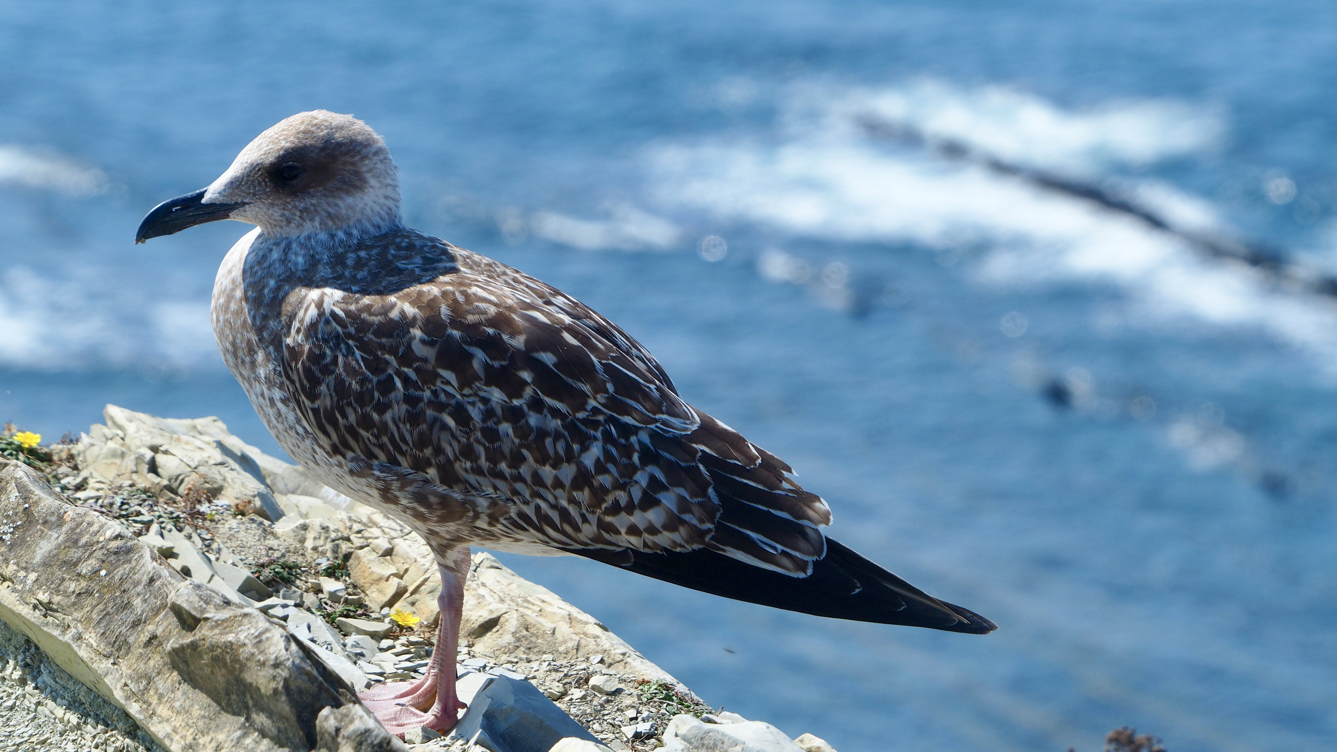 Basque country gull