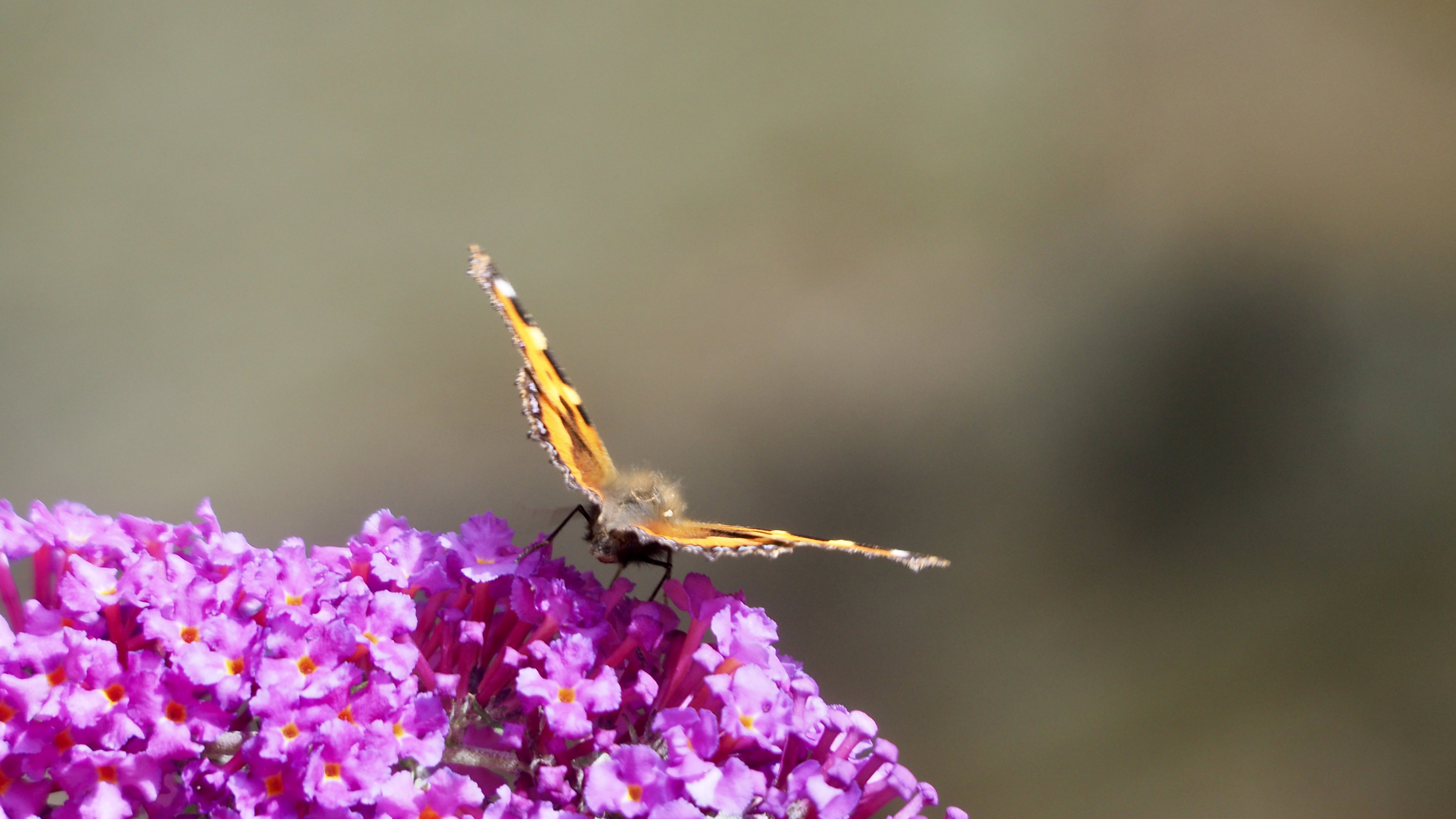 The butterfly