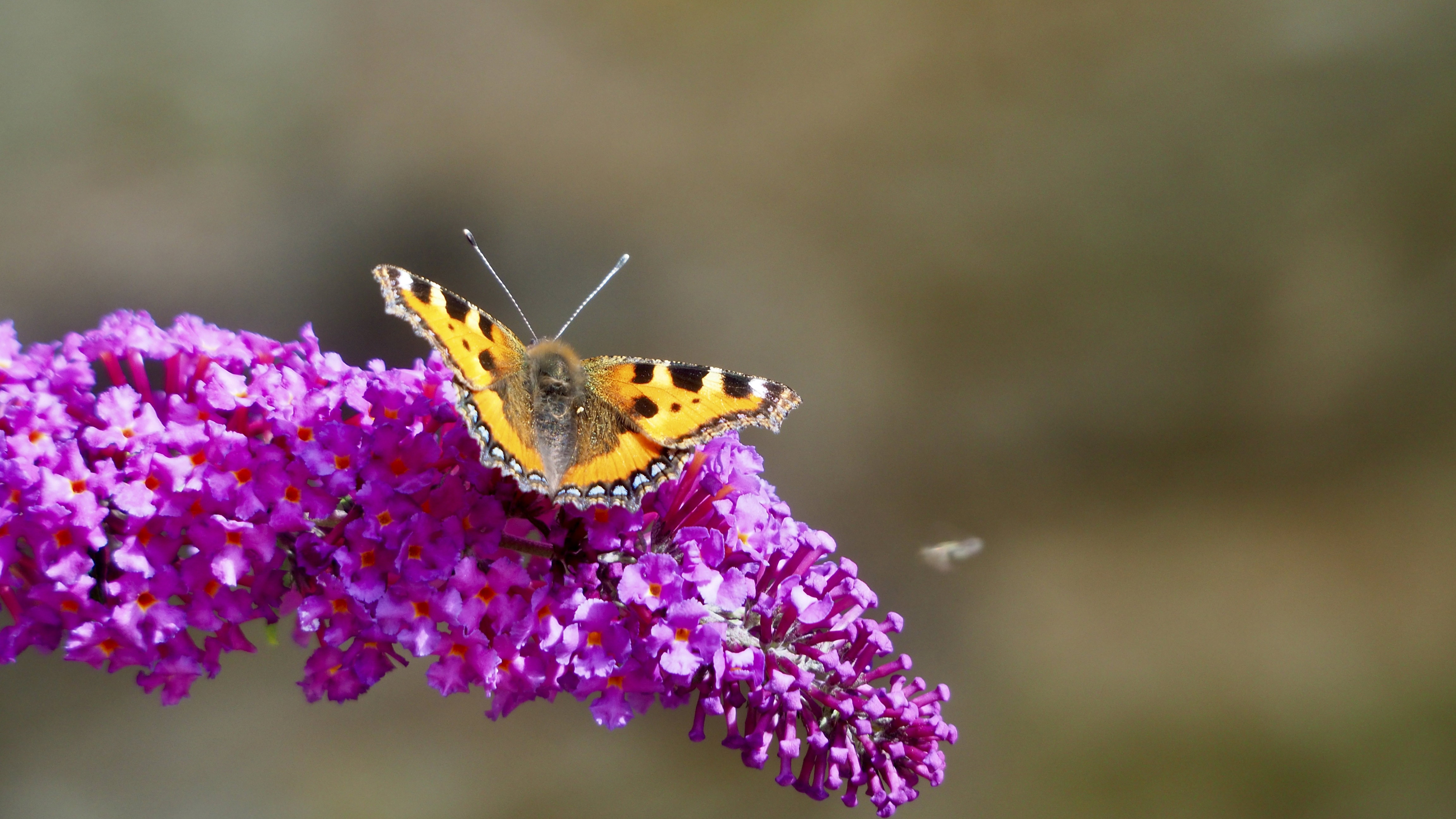 The butterfly