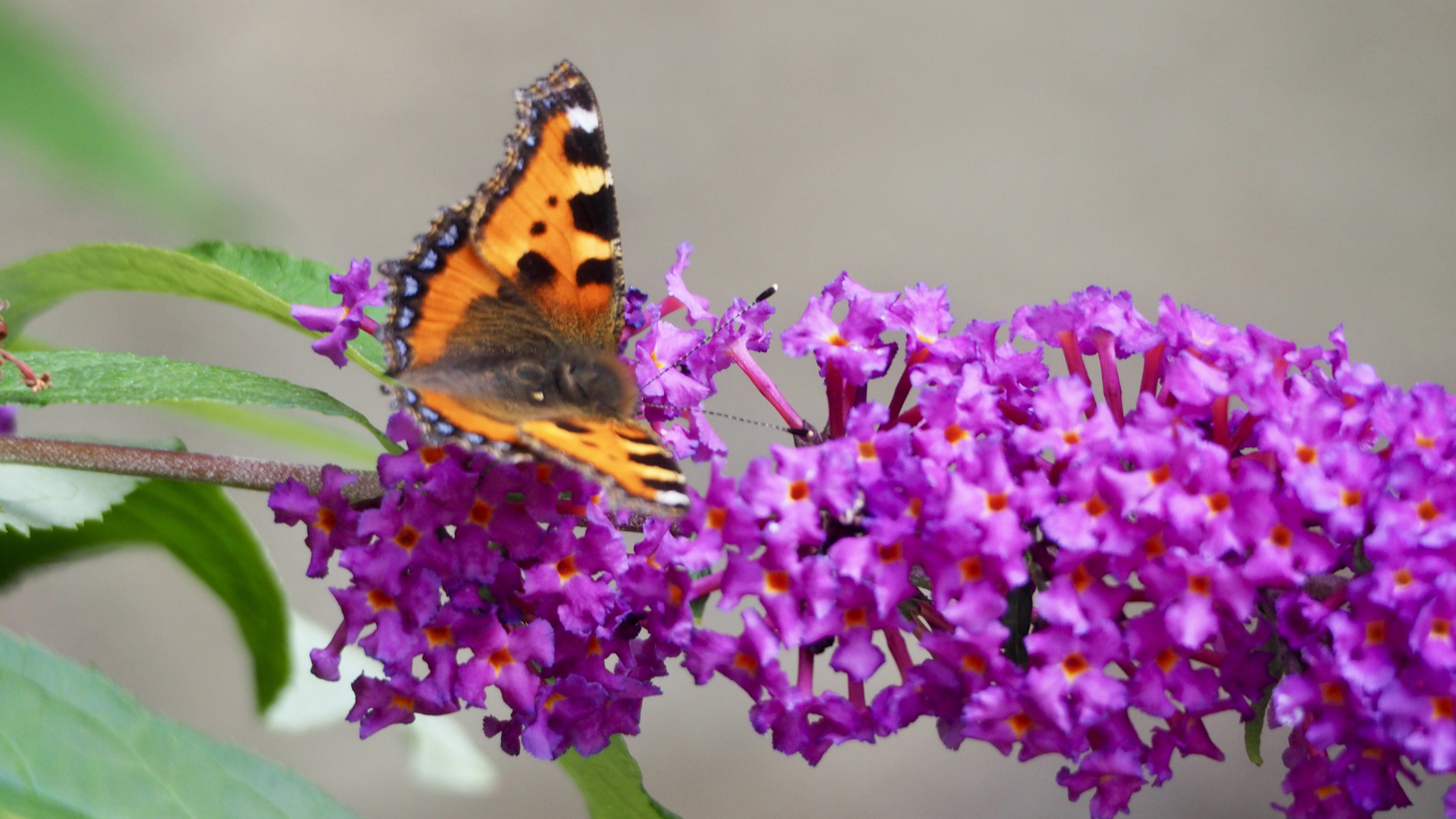 The butterfly