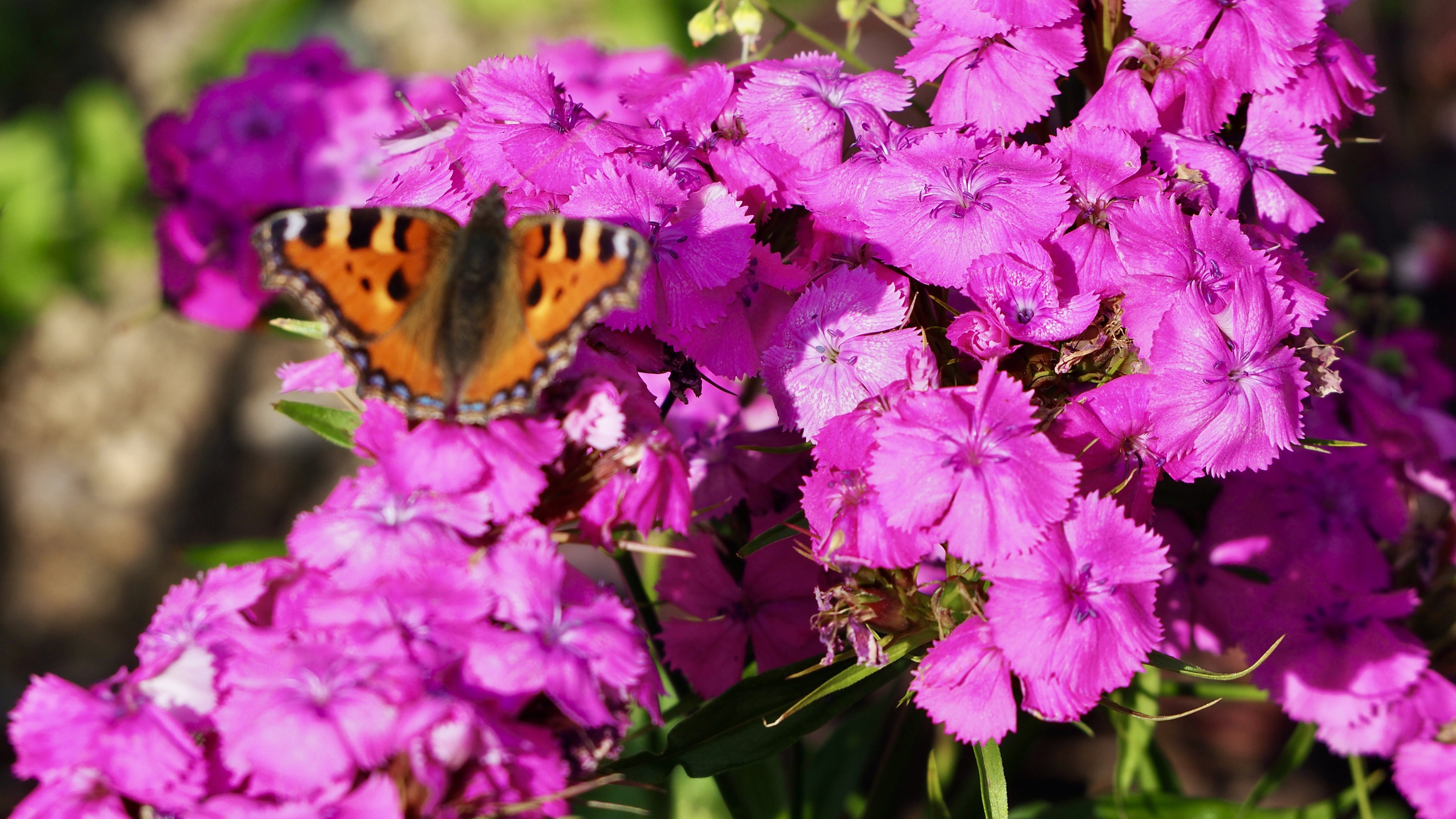 The butterfly