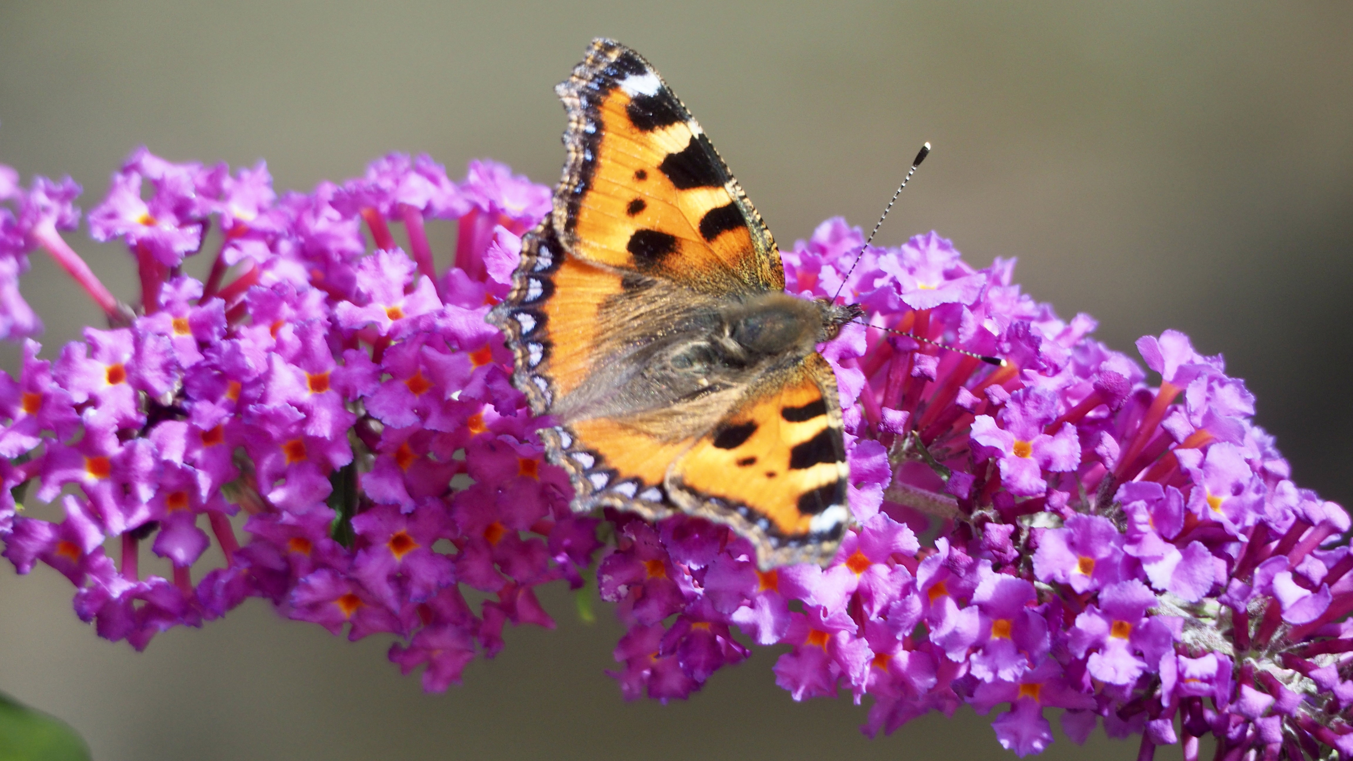 The butterfly