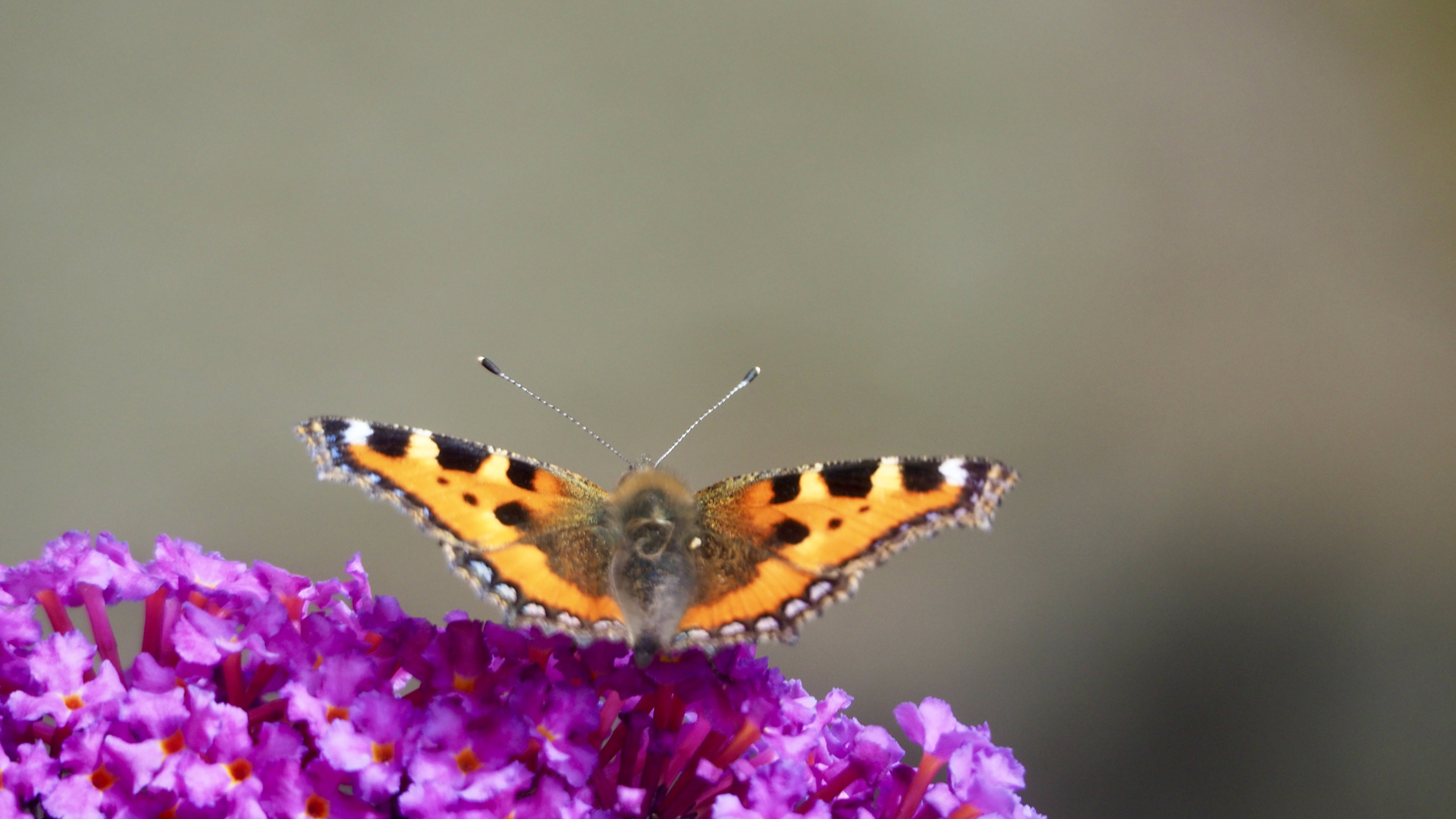 The butterfly