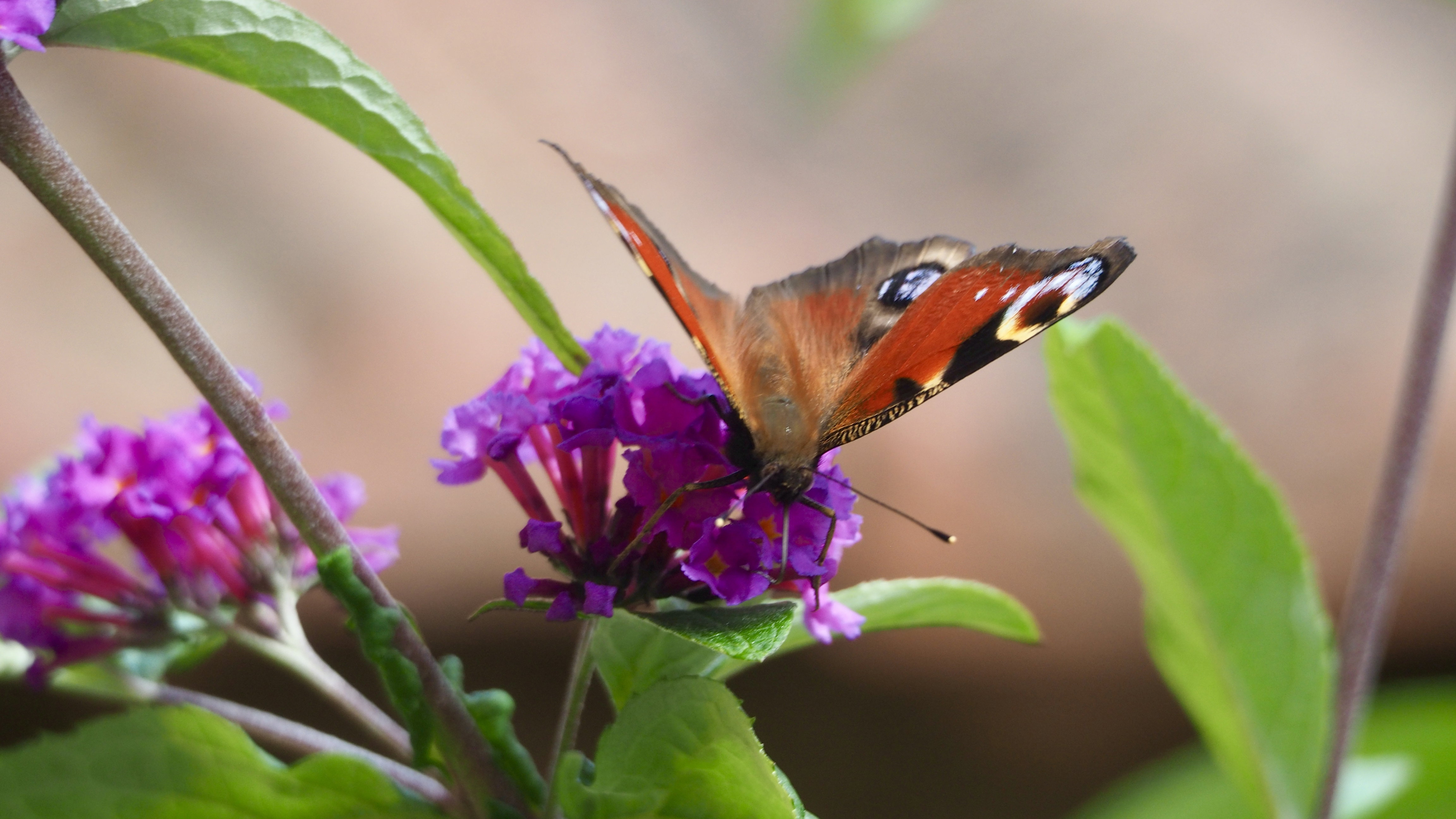 The butterfly