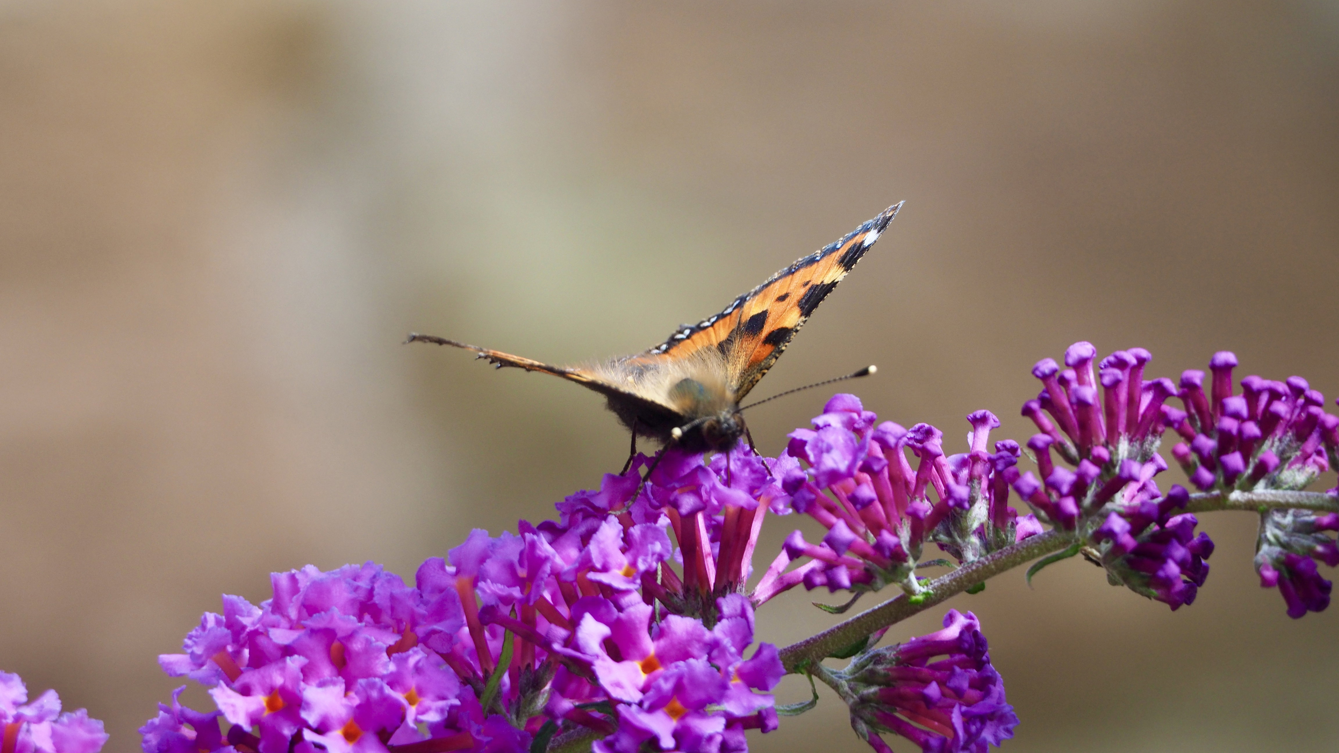 The butterfly