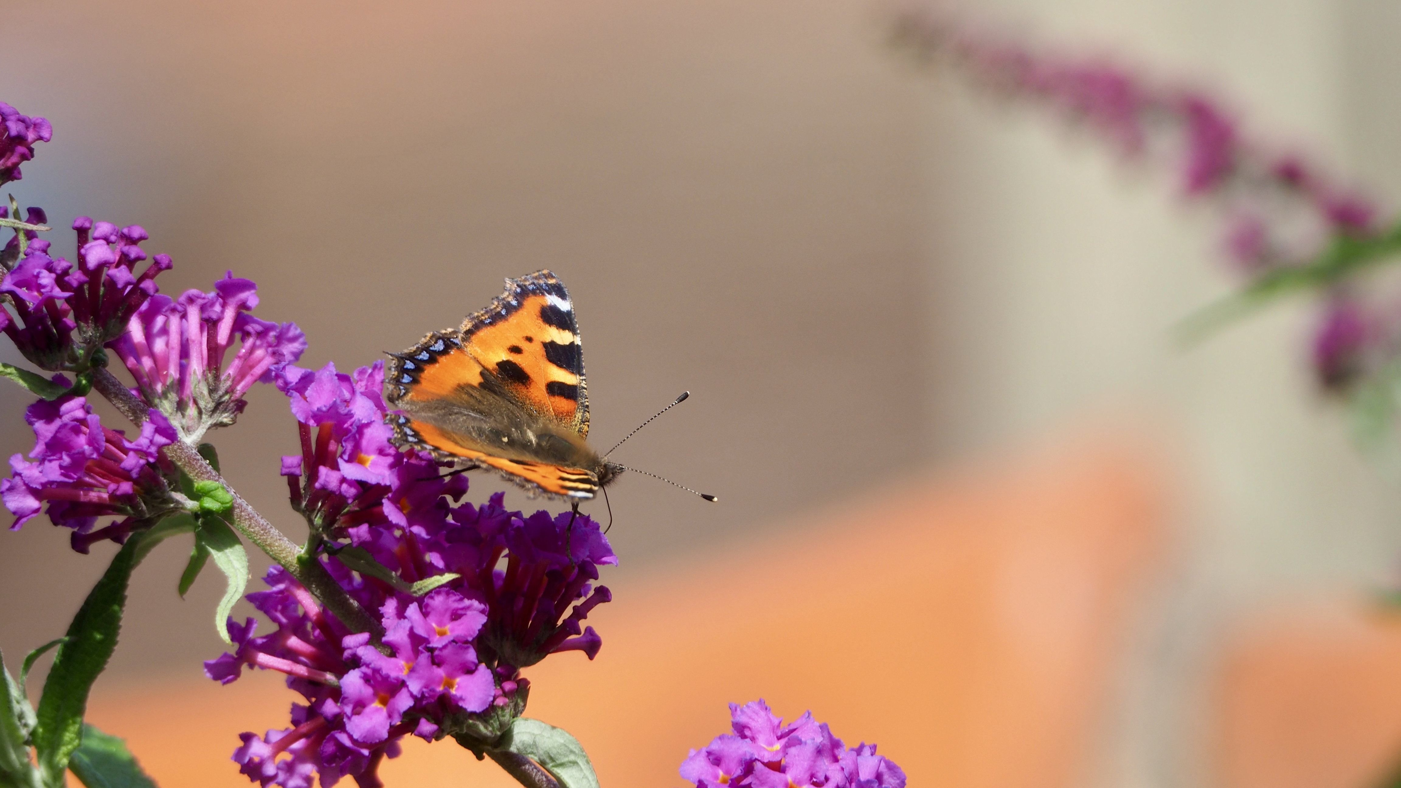 The butterfly