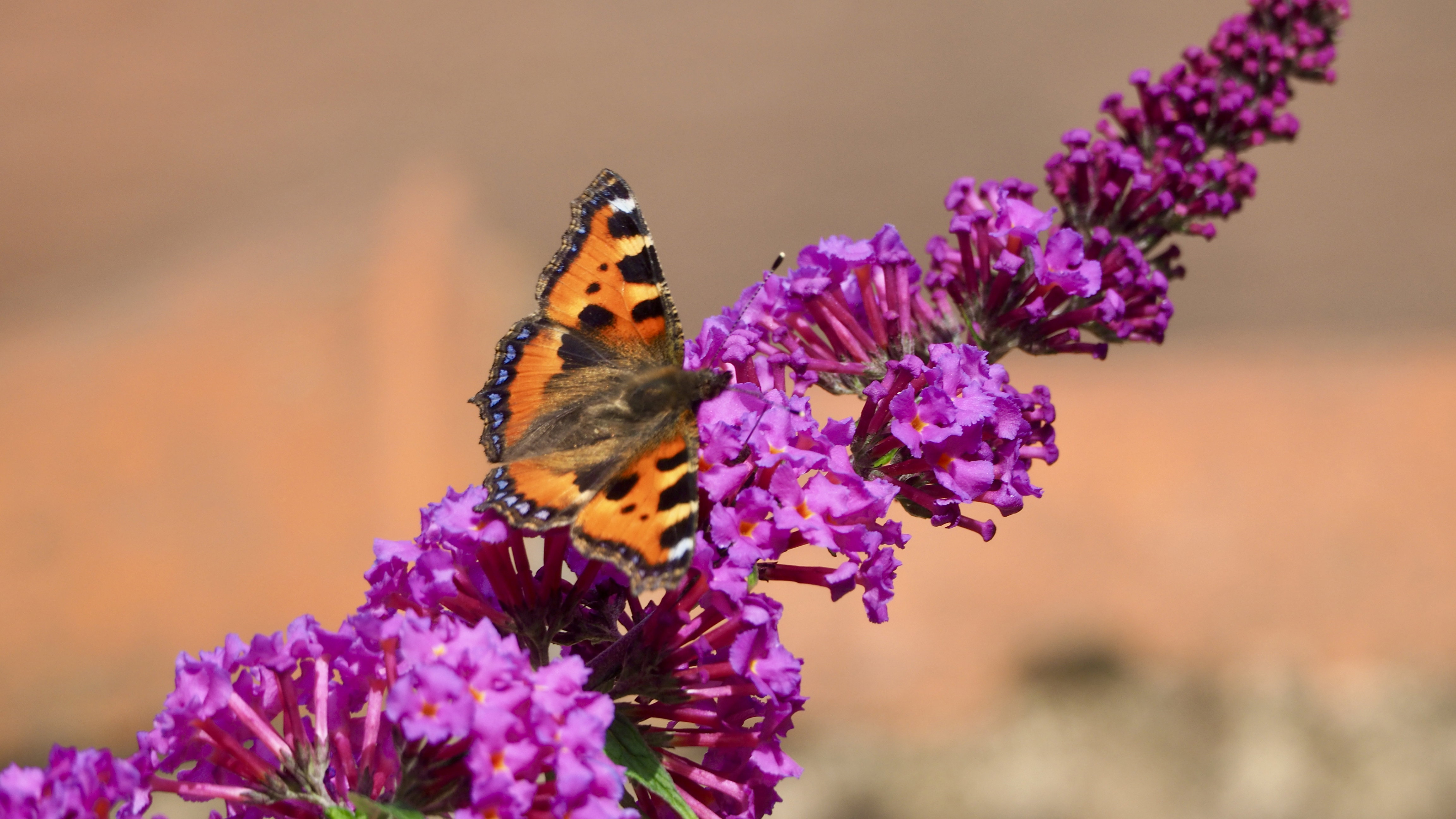 The butterfly