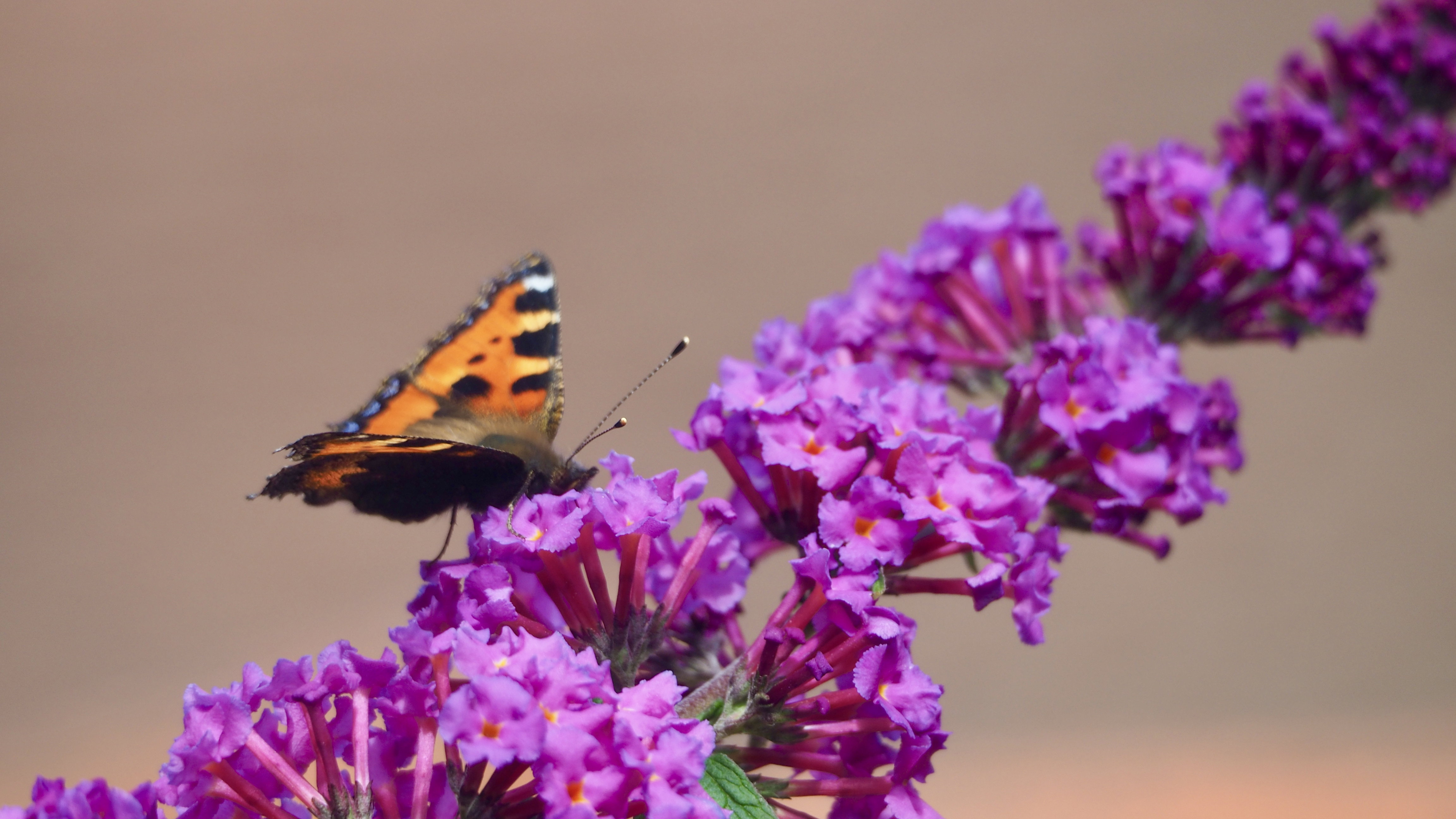 The butterfly