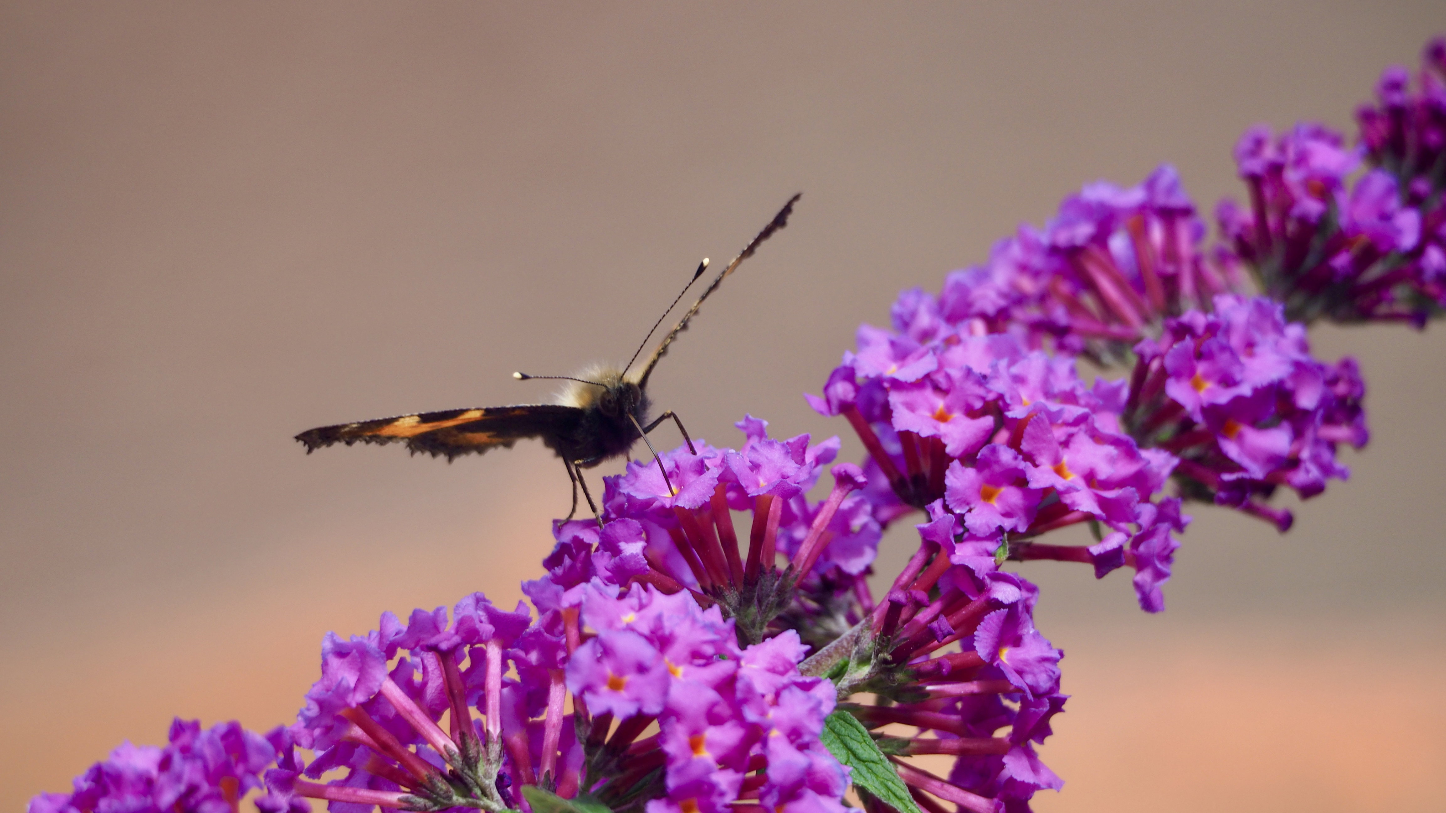 The butterfly