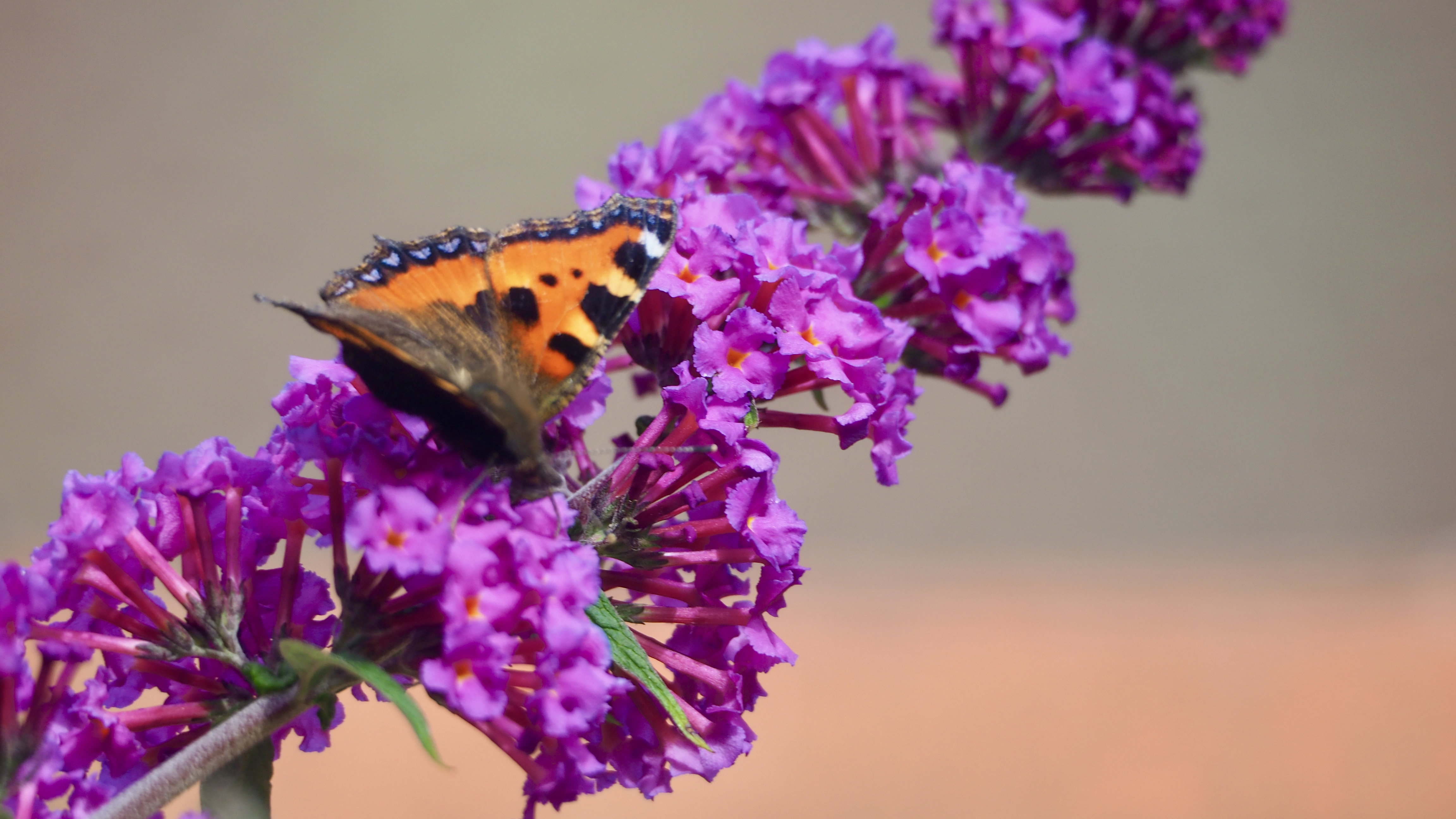 The butterfly