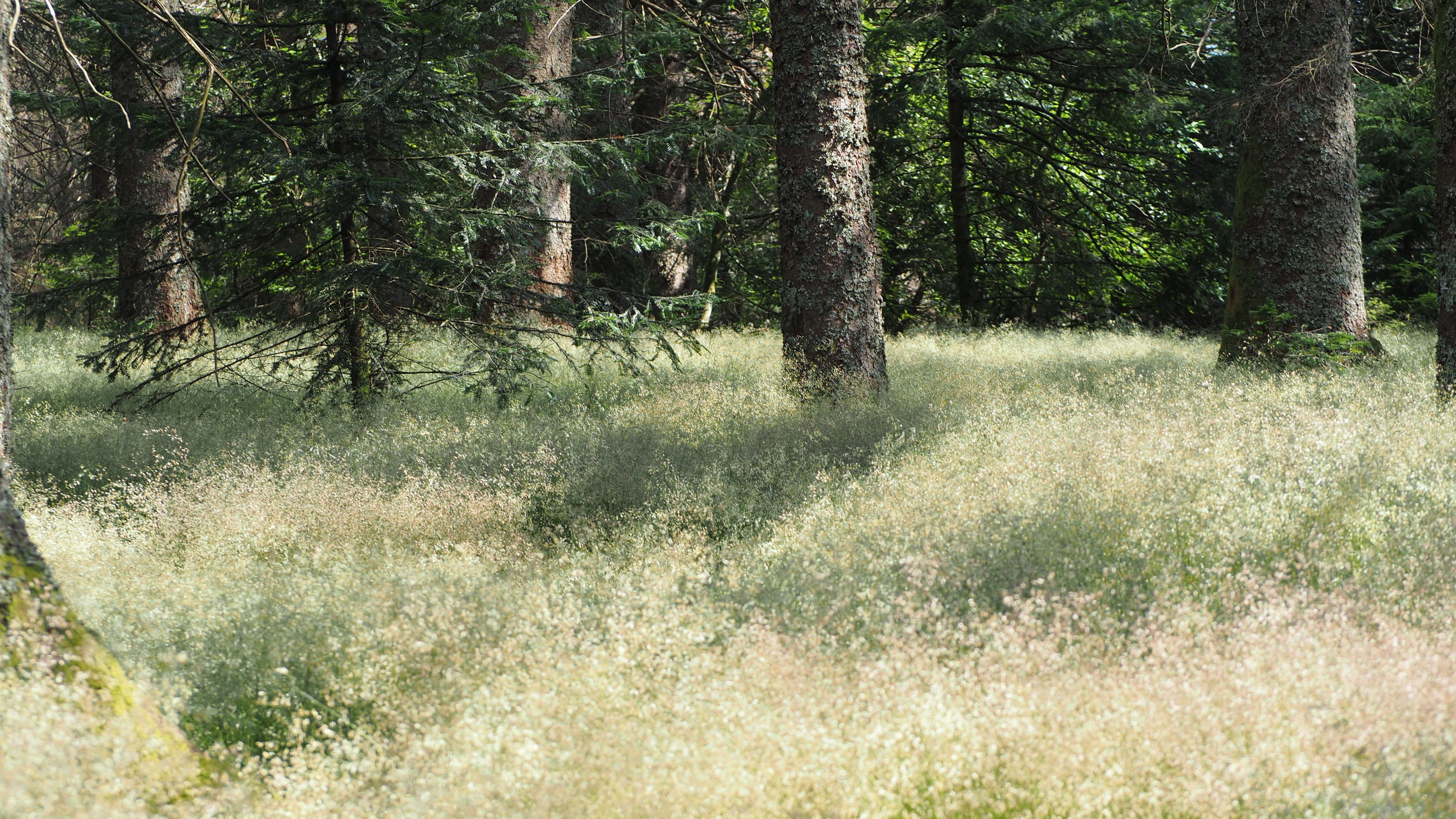 Country atmosphere