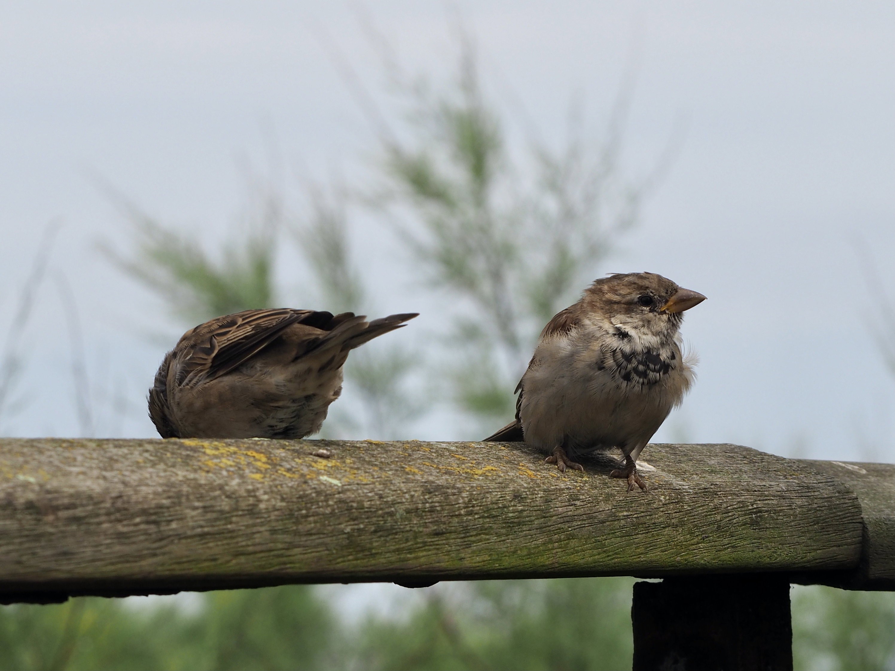 Hopping sparrow