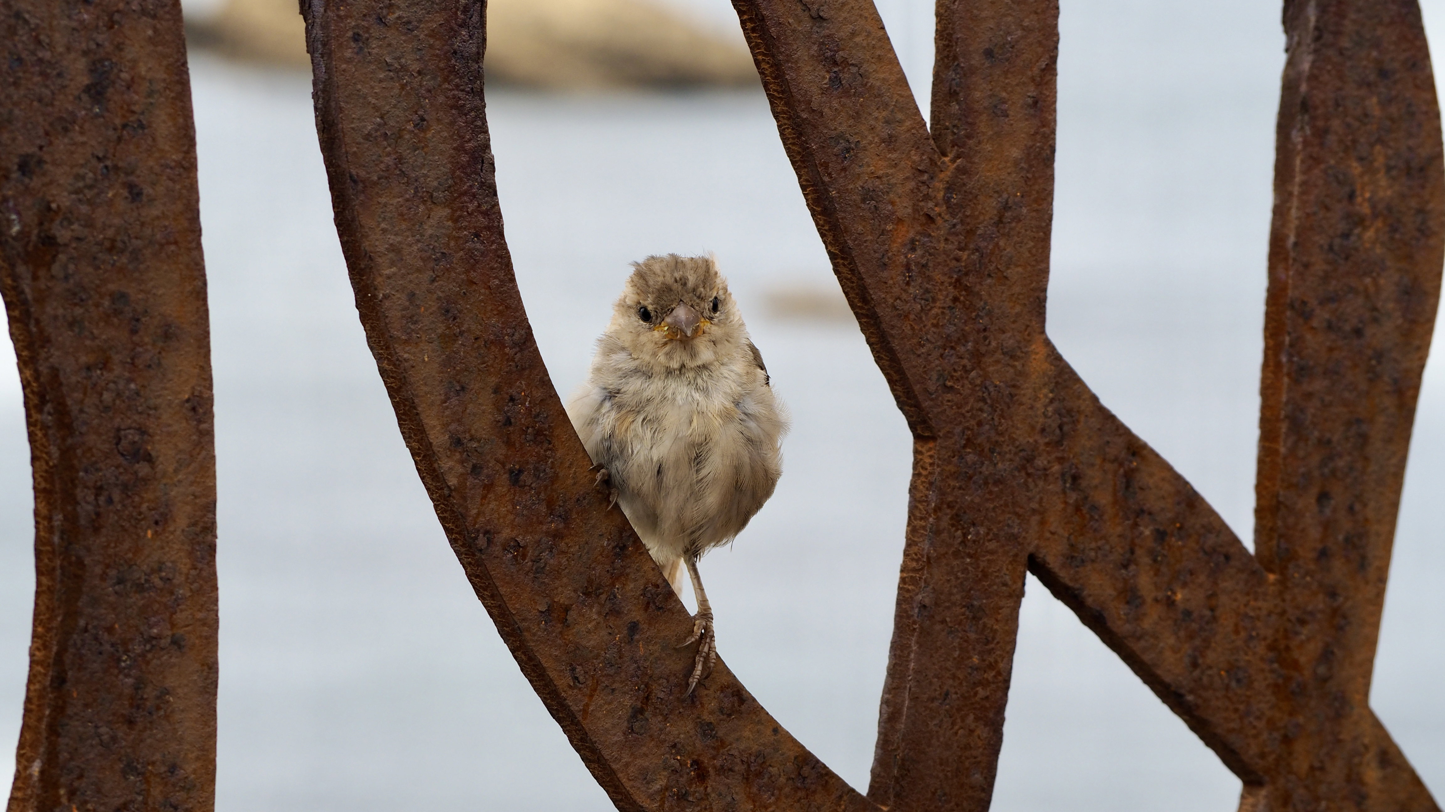 Hopping sparrow