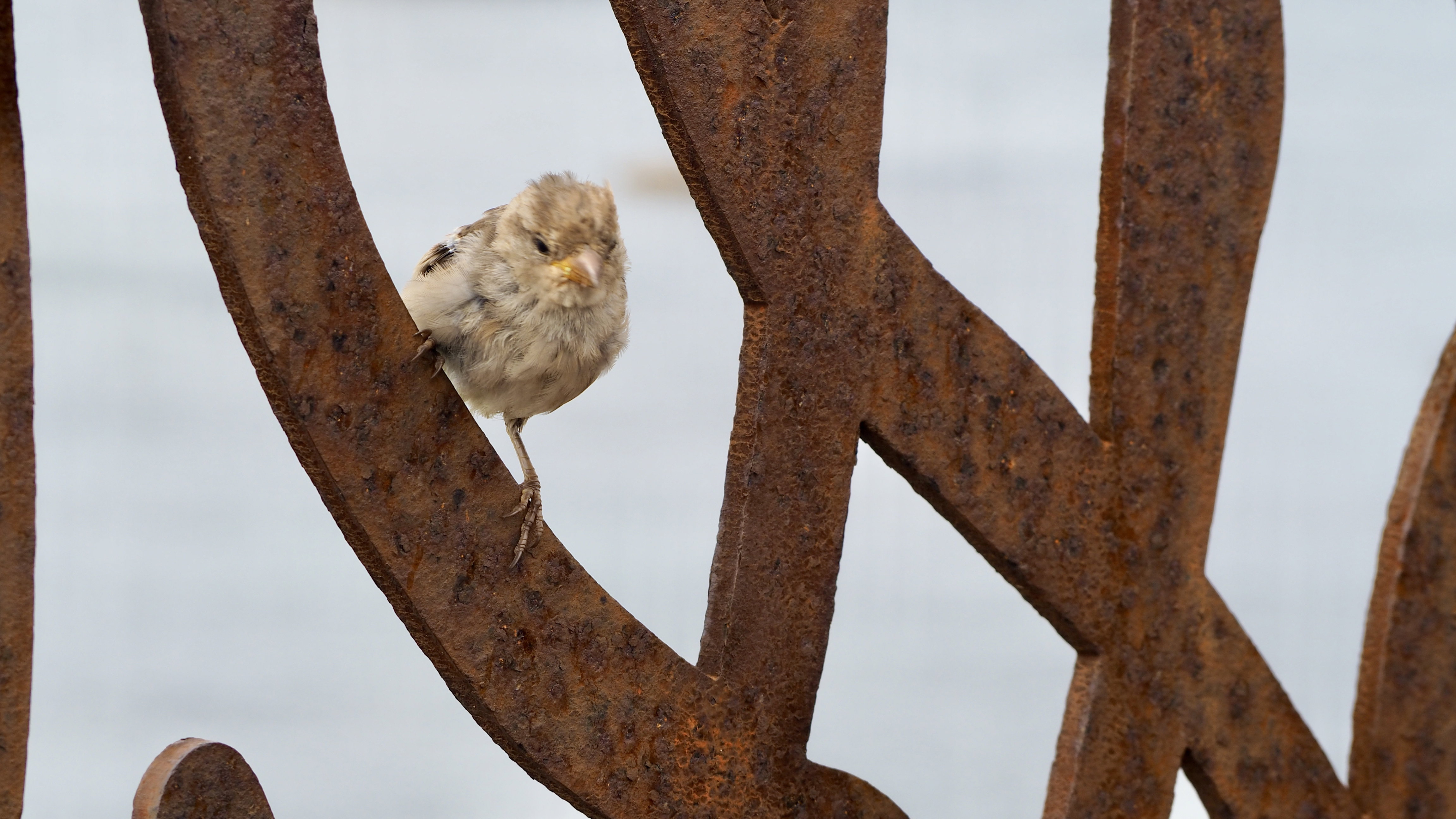Hopping sparrow