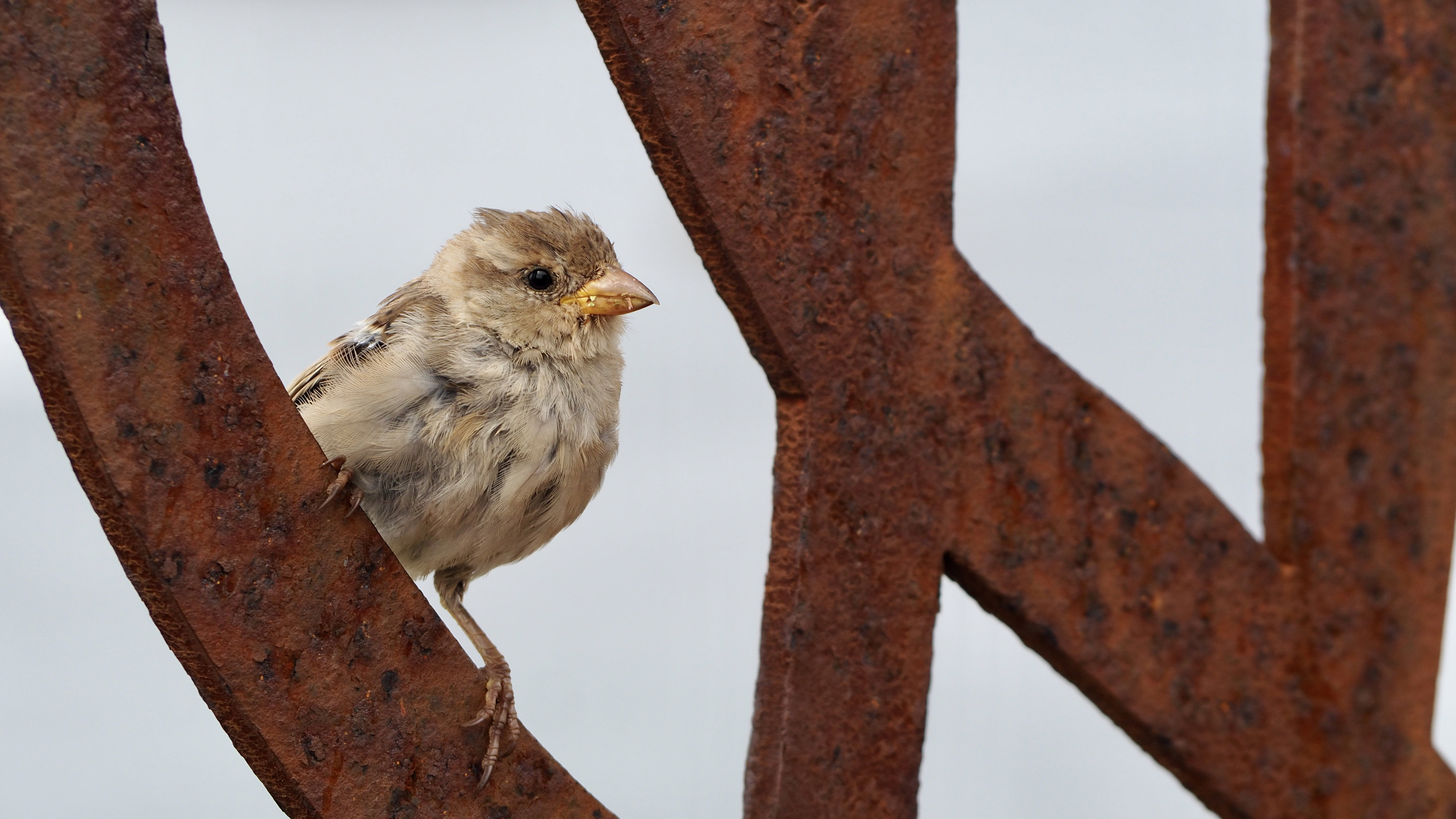 Hopping sparrow