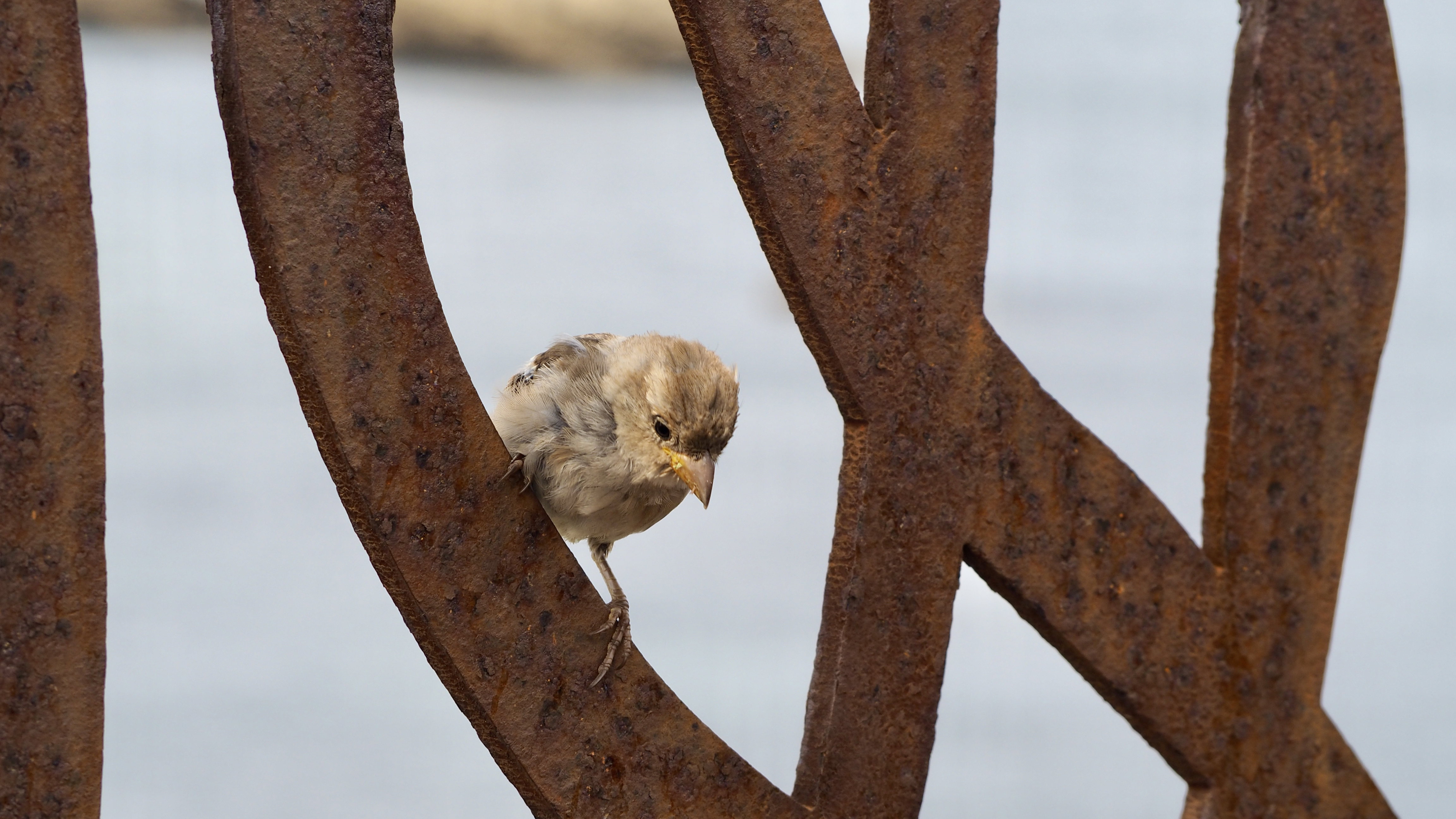 Hopping sparrow
