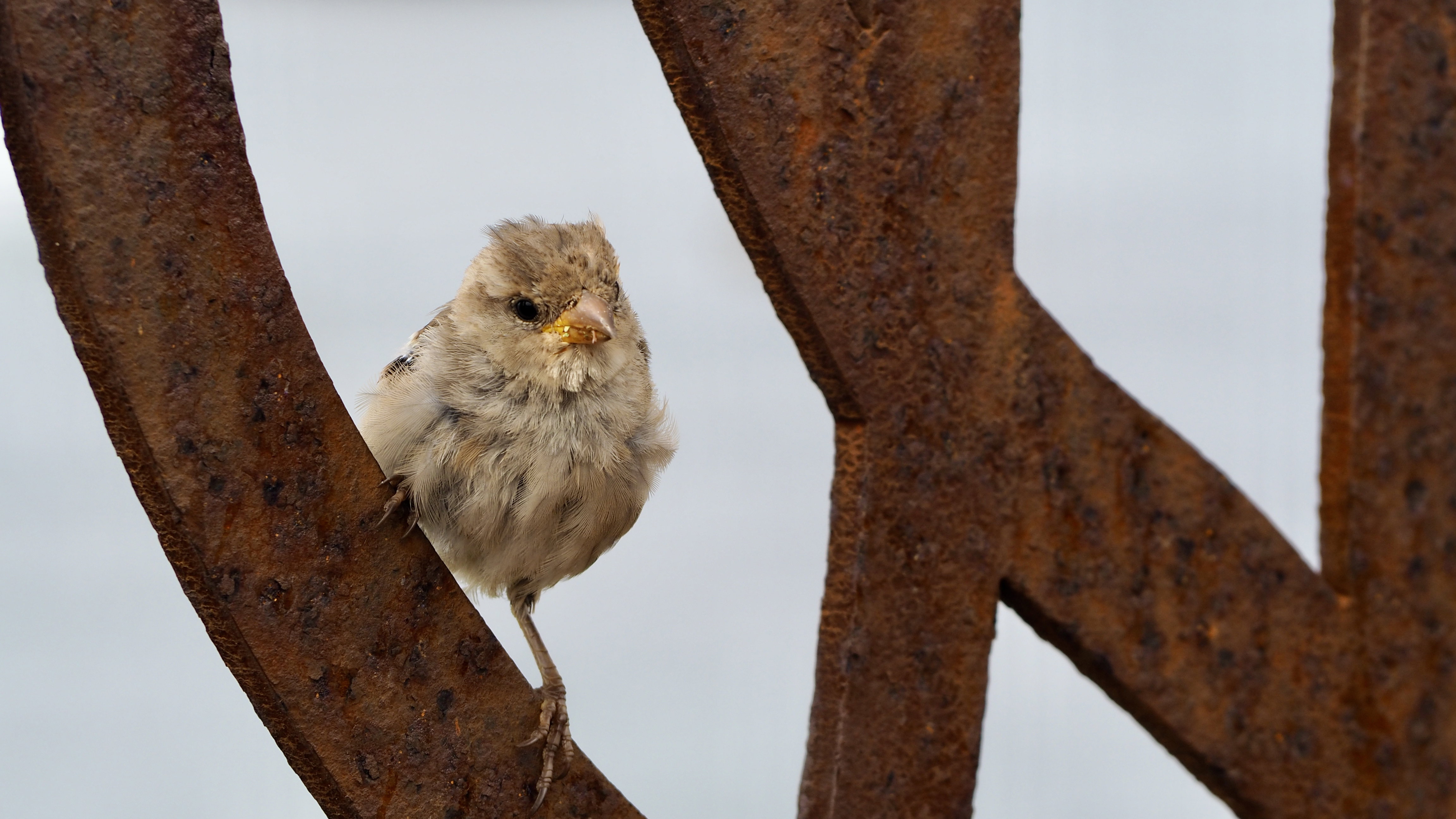 Hopping sparrow
