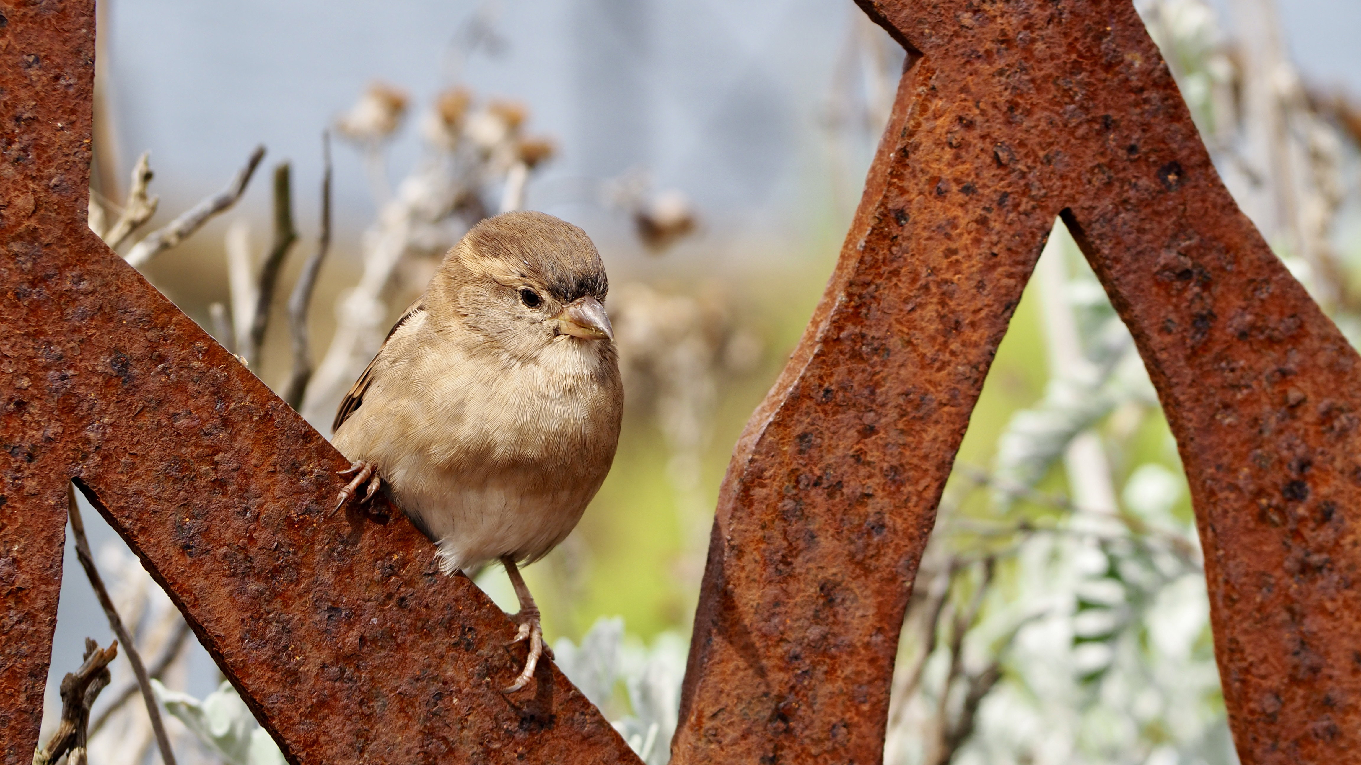 Hopping sparrow