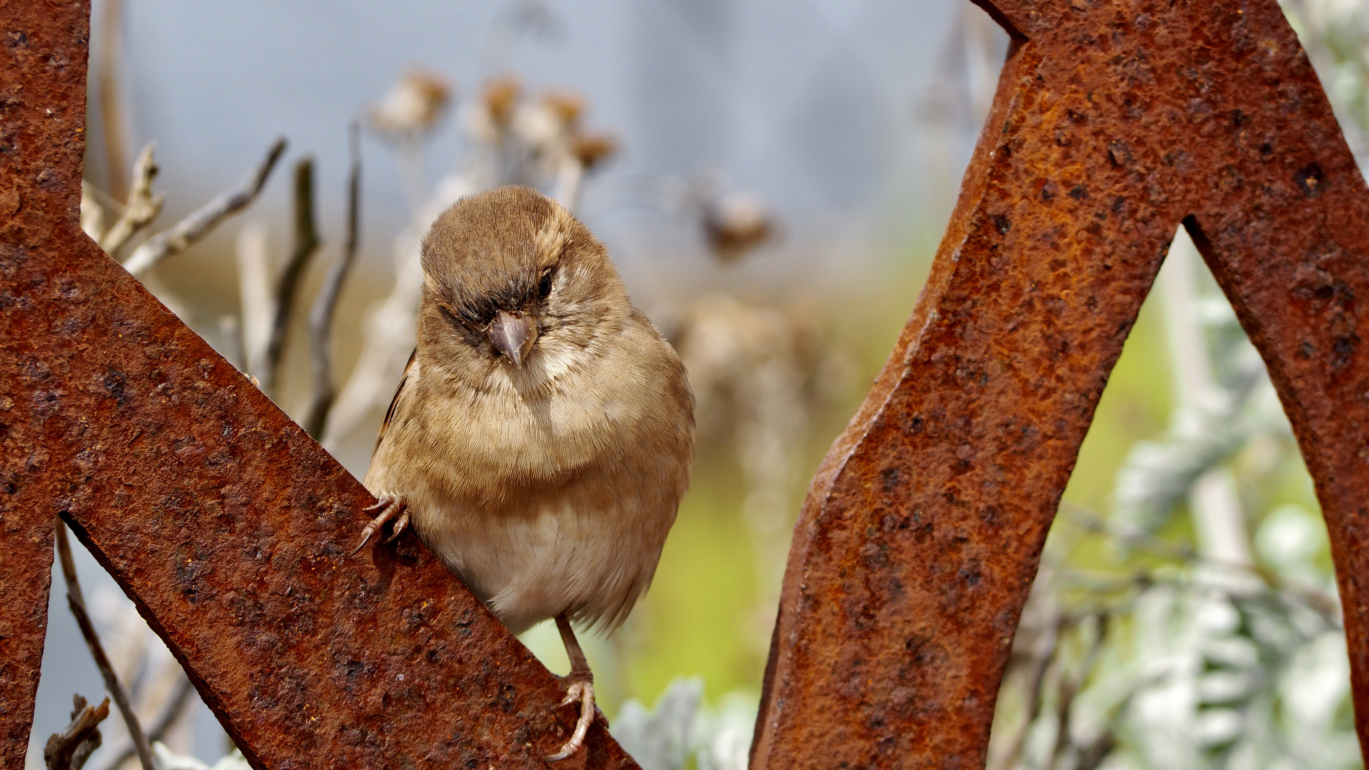 Hopping sparrow