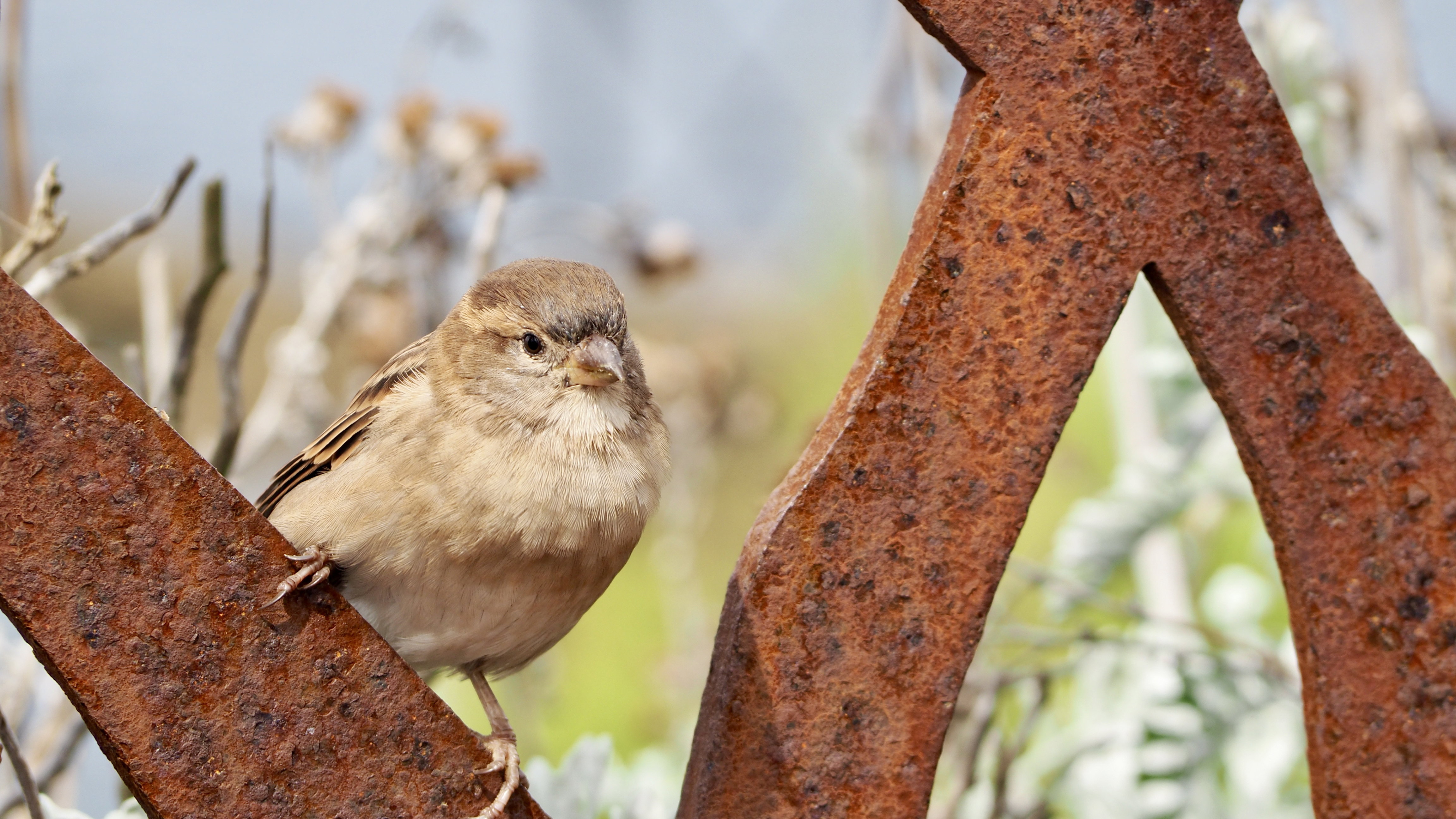 Hopping sparrow