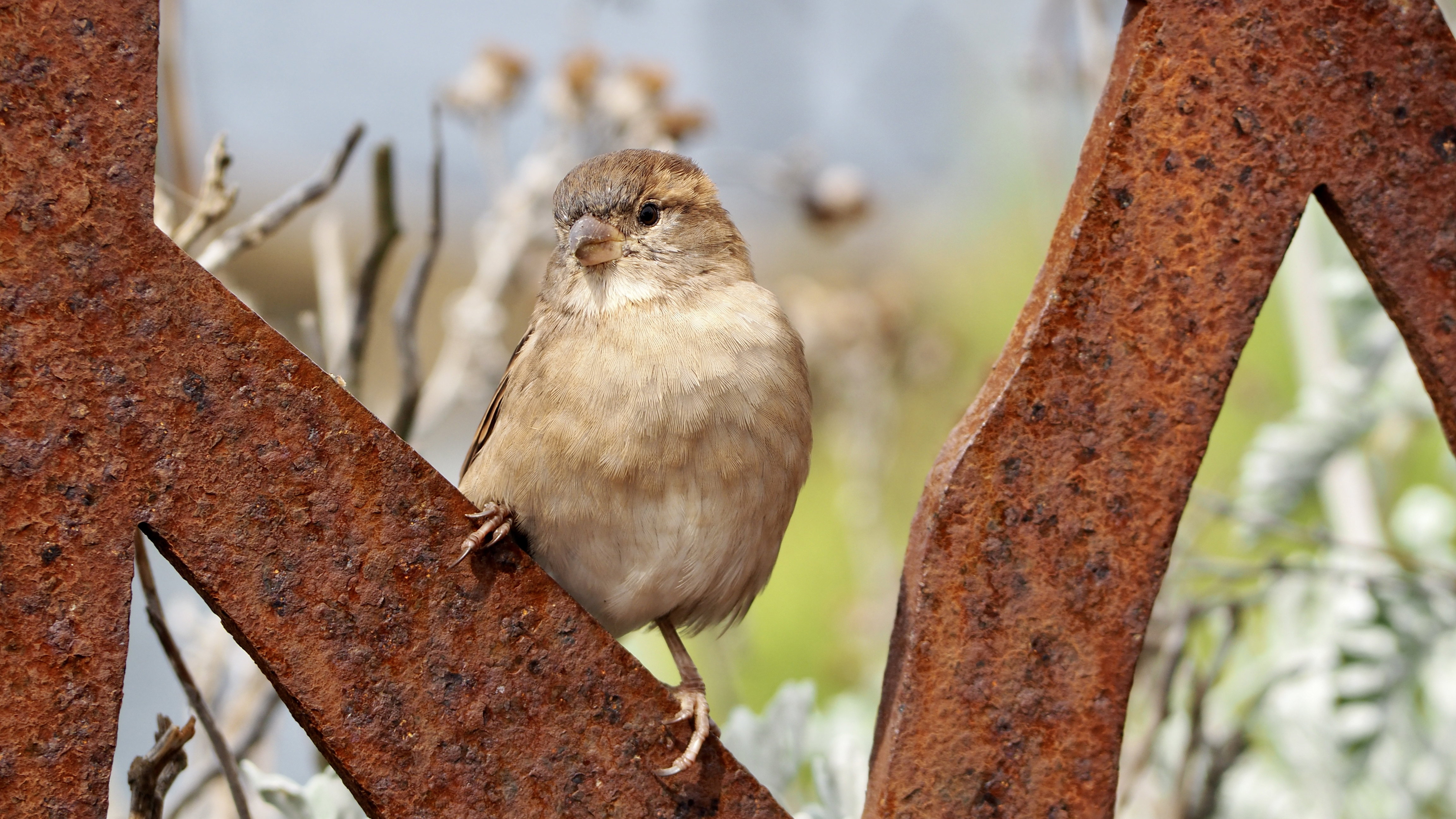 Hopping sparrow