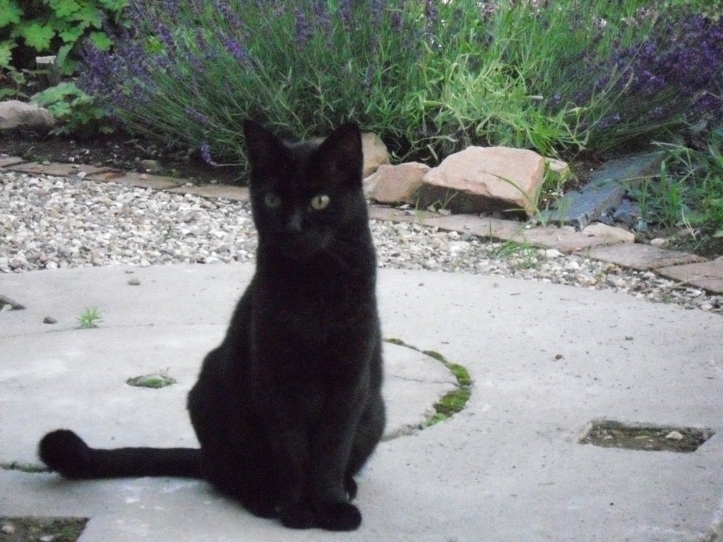 The cat
