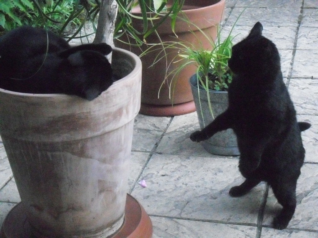 The cat