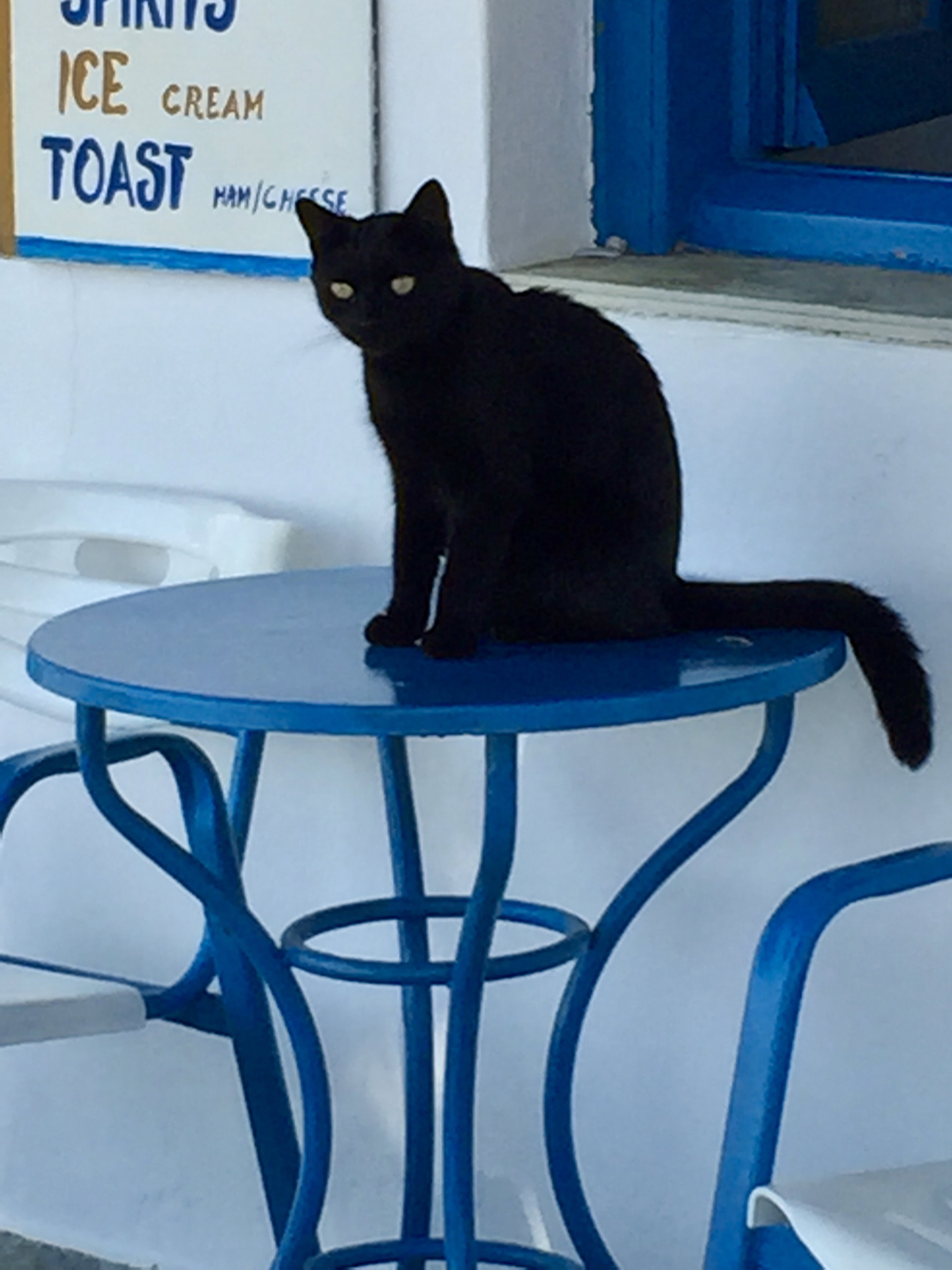The cat