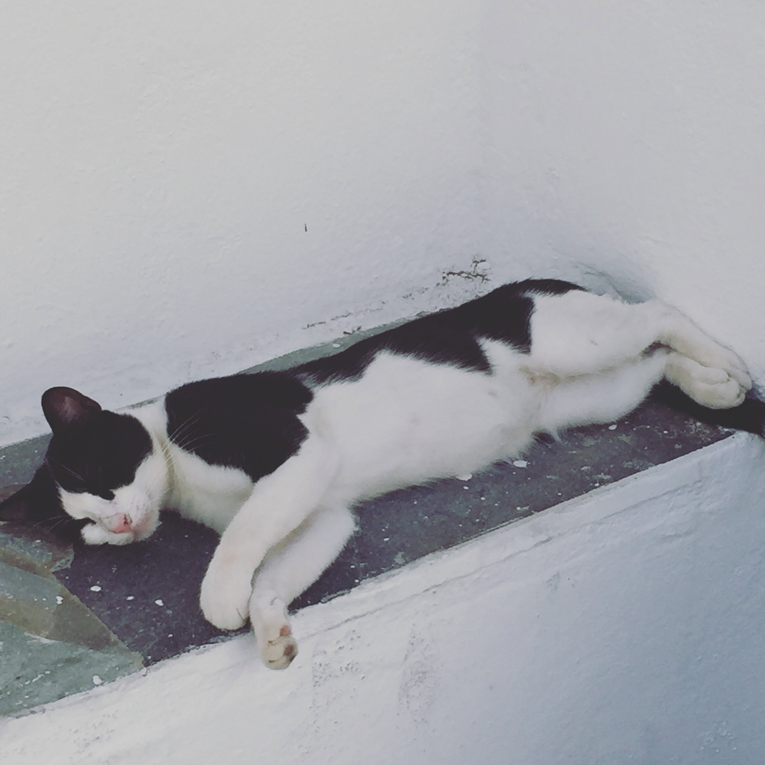 The cat