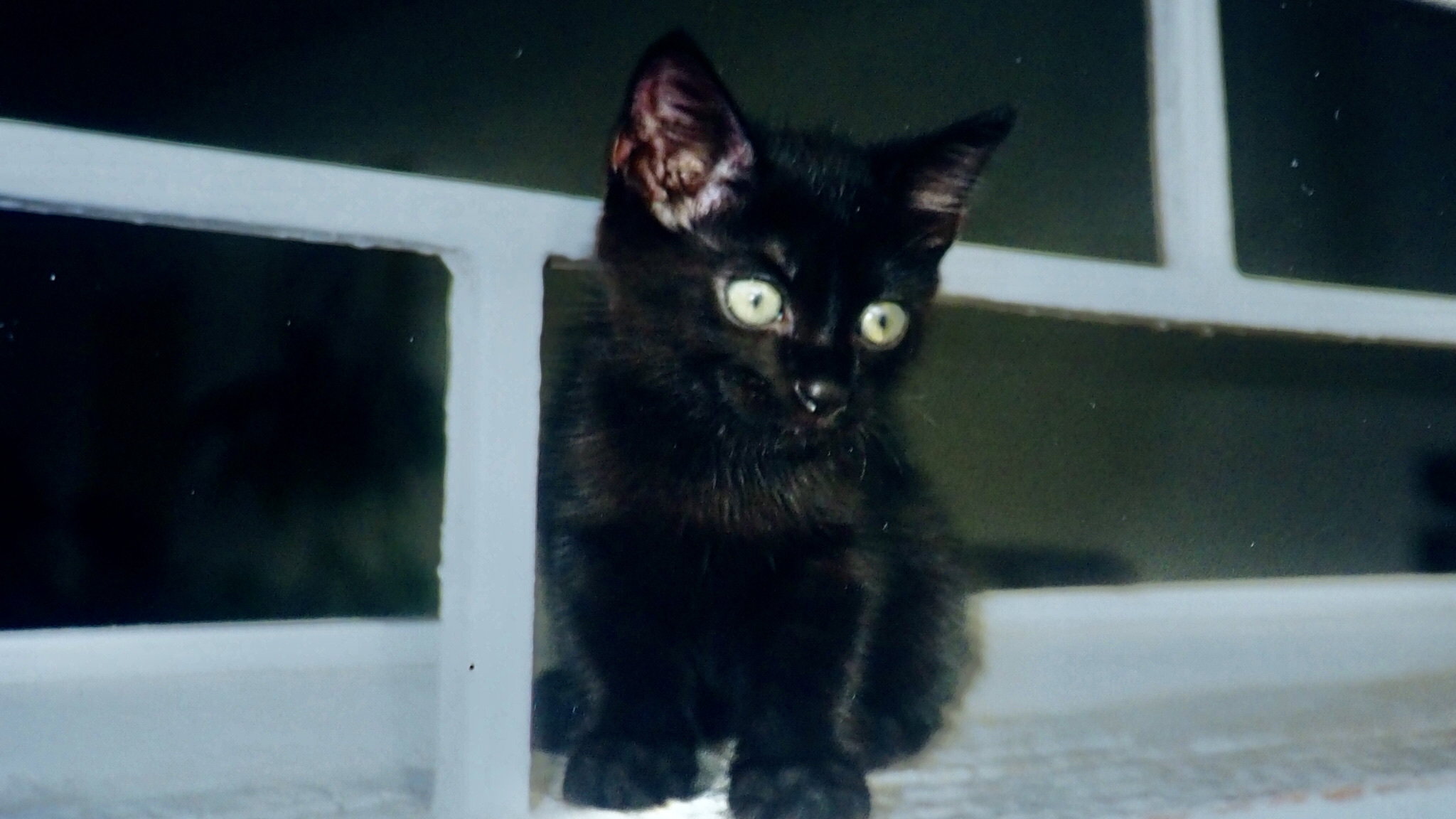 The cat