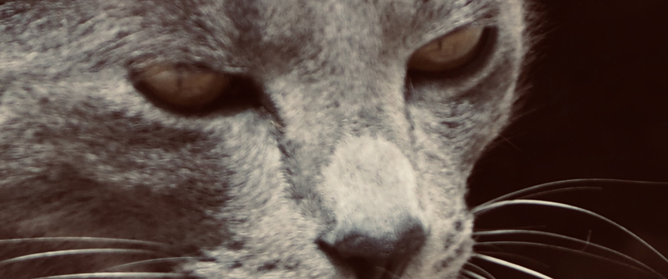 The cat