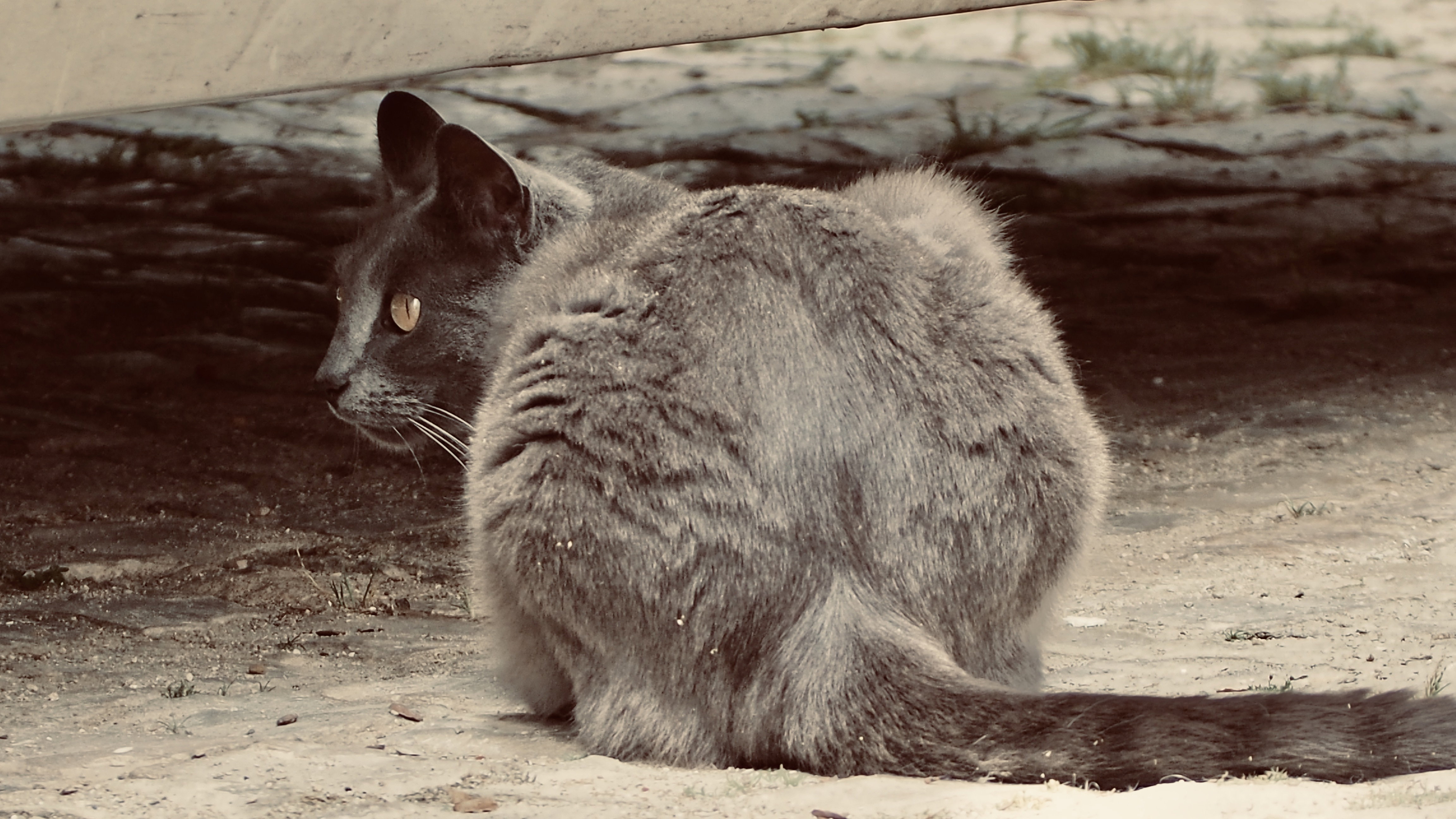 The cat
