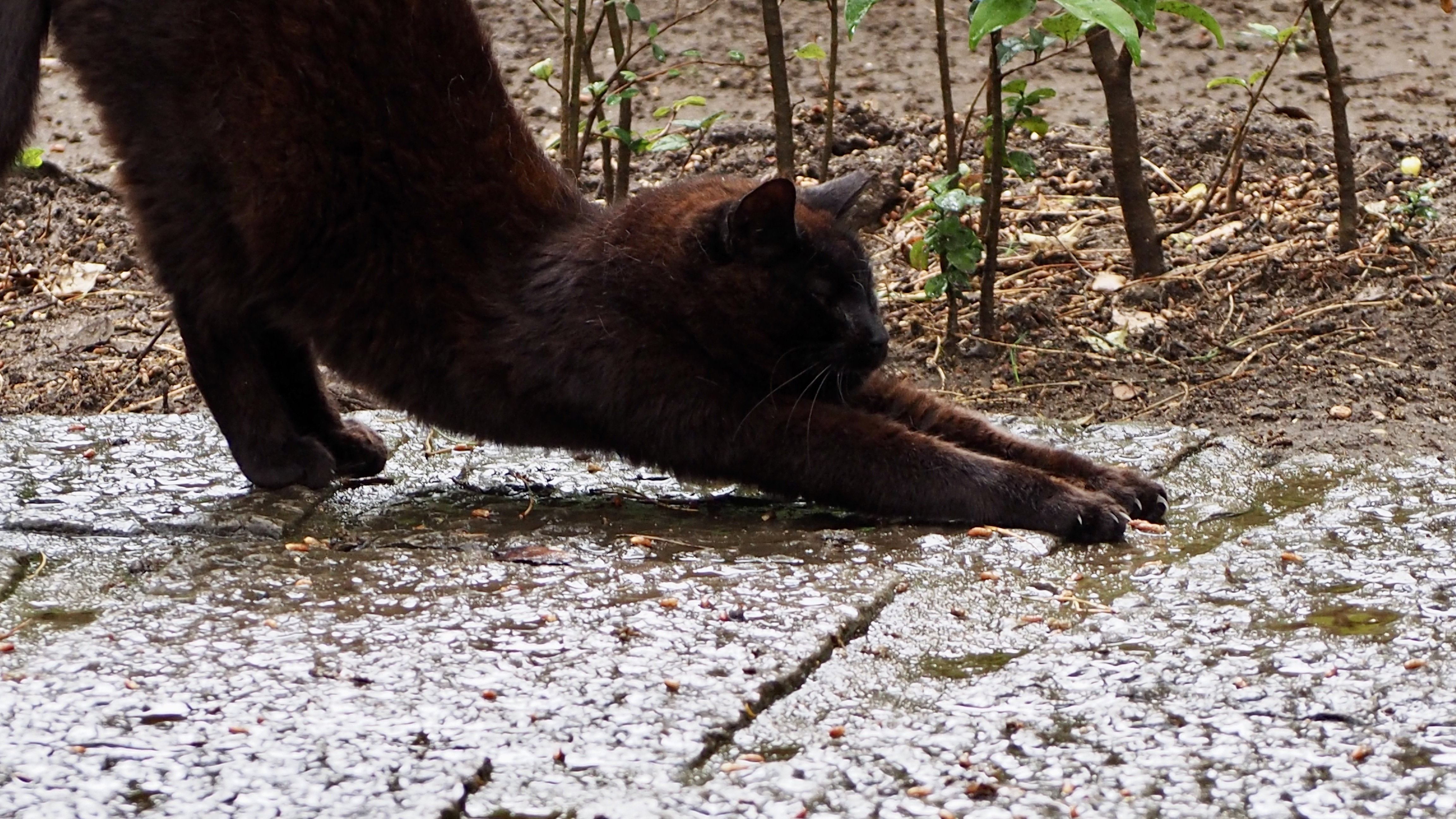 The cat