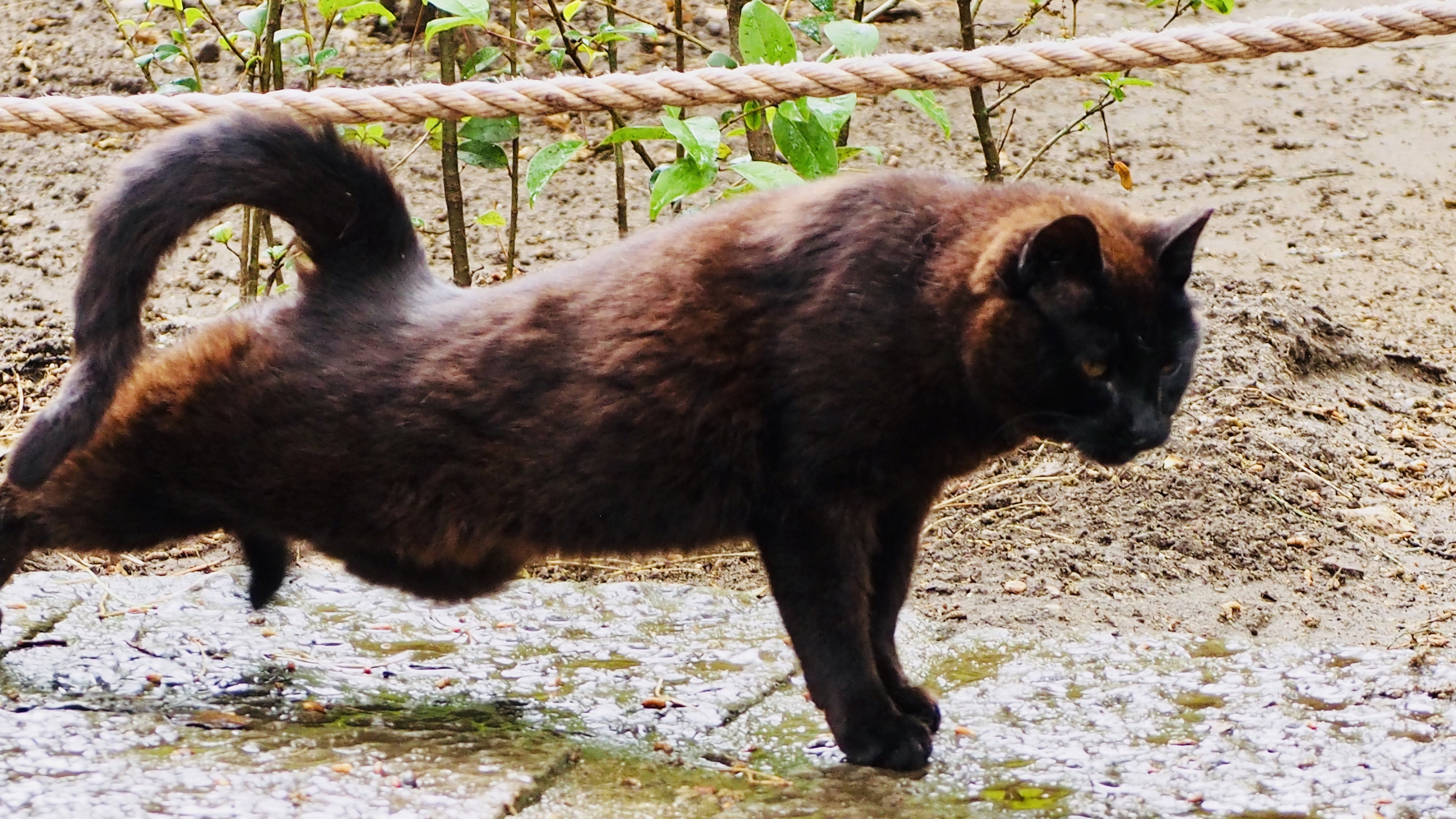 The cat