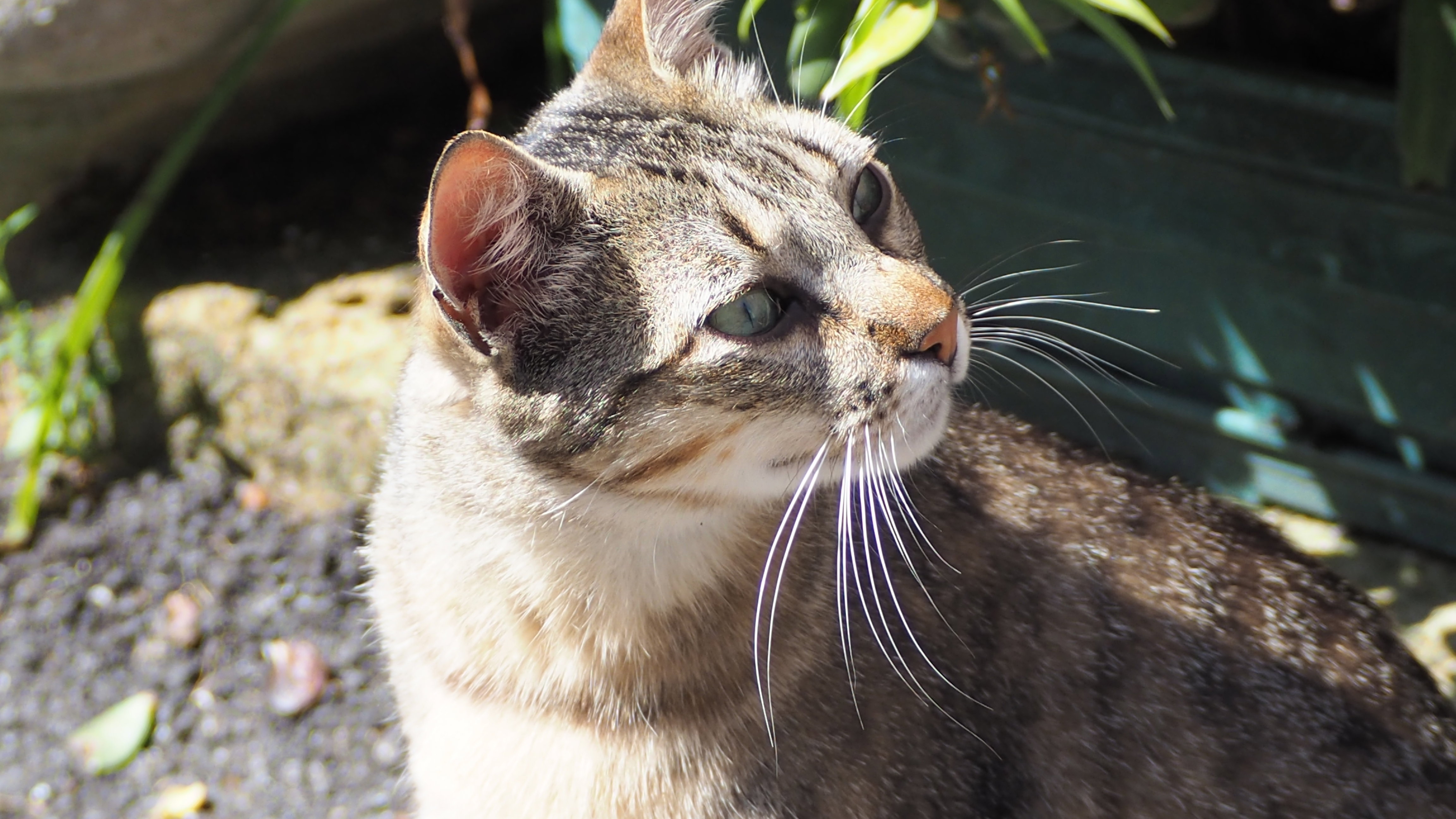The cat