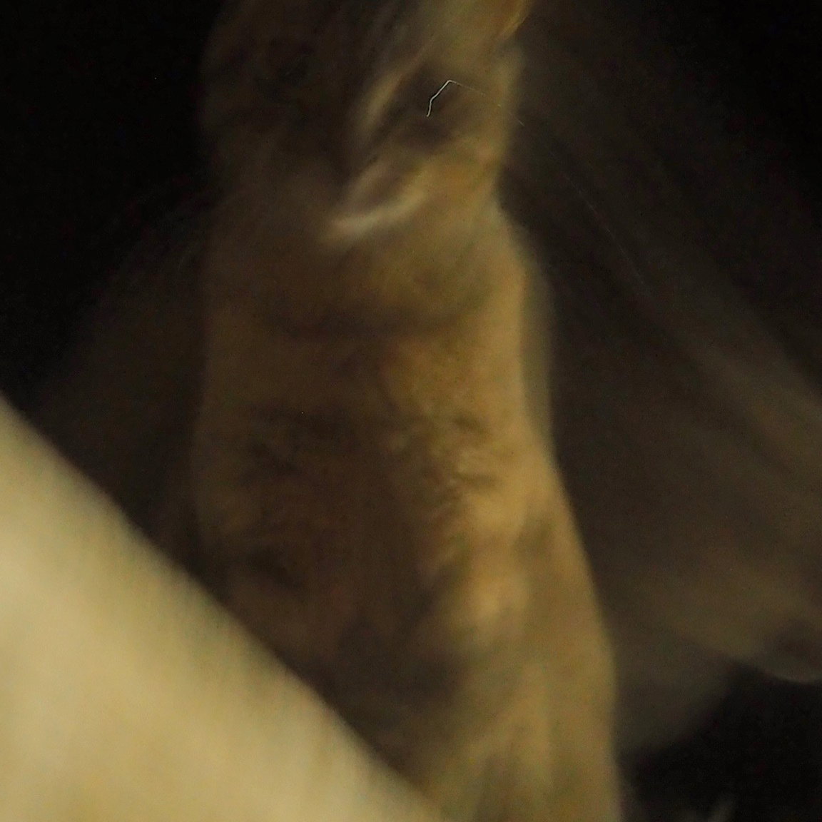 The cat