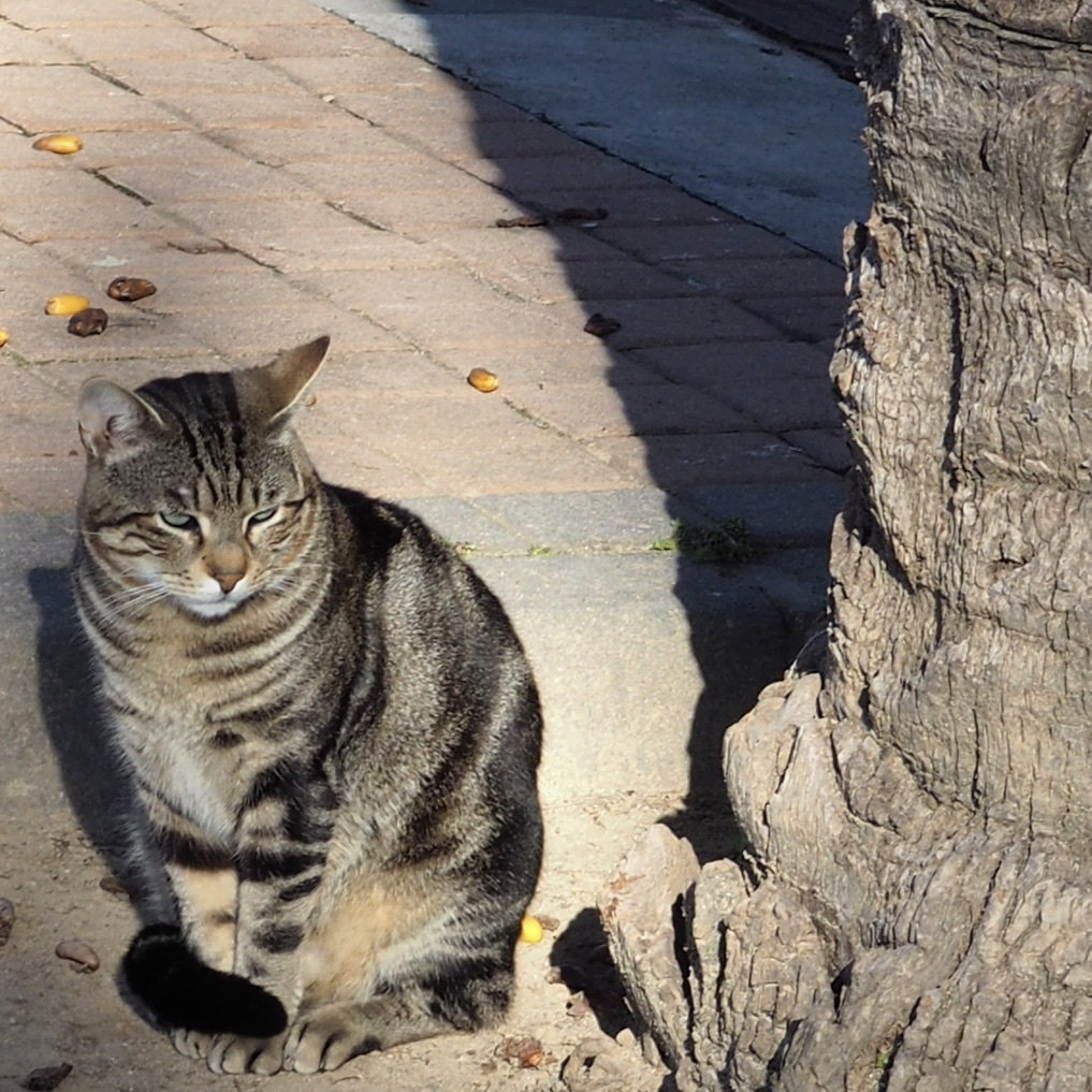 The cat