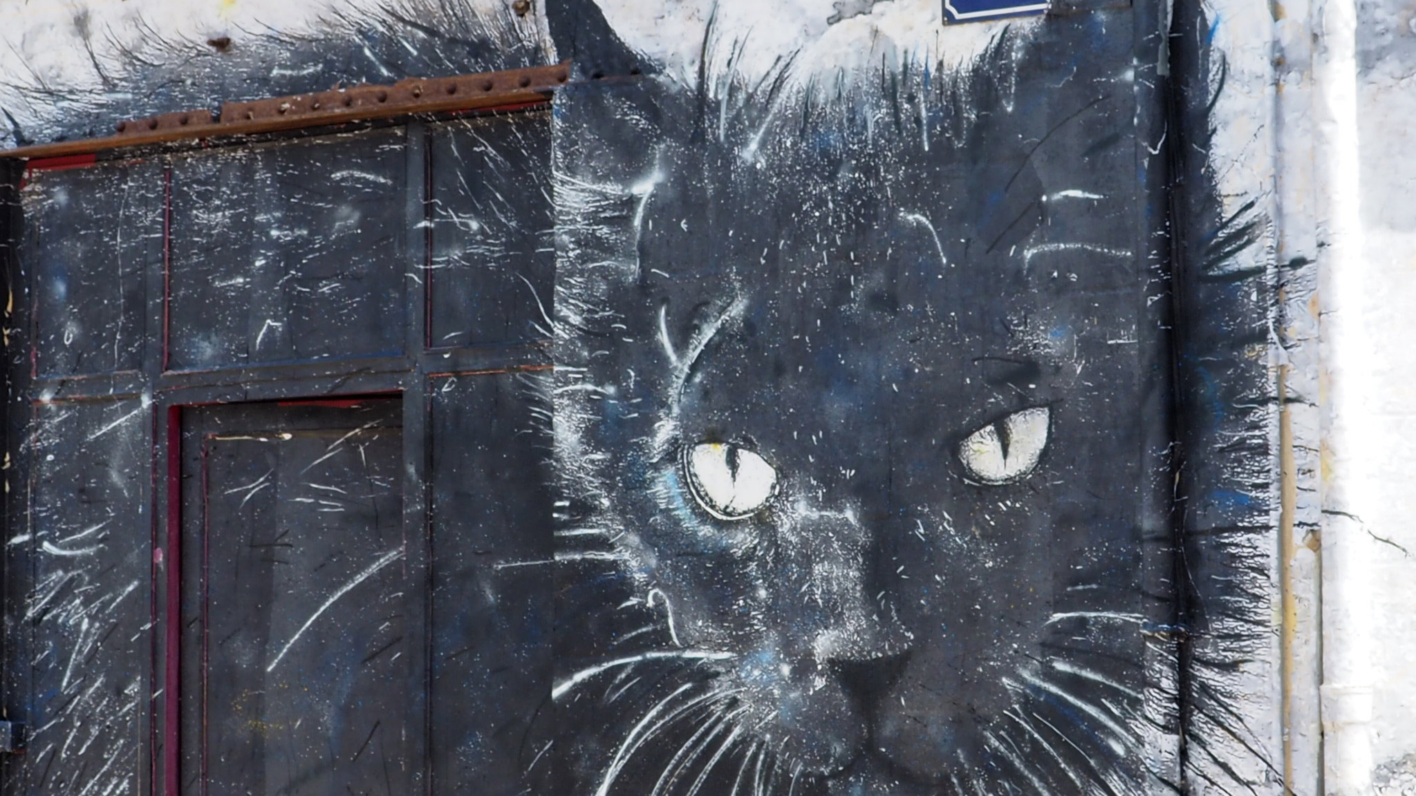 The cat