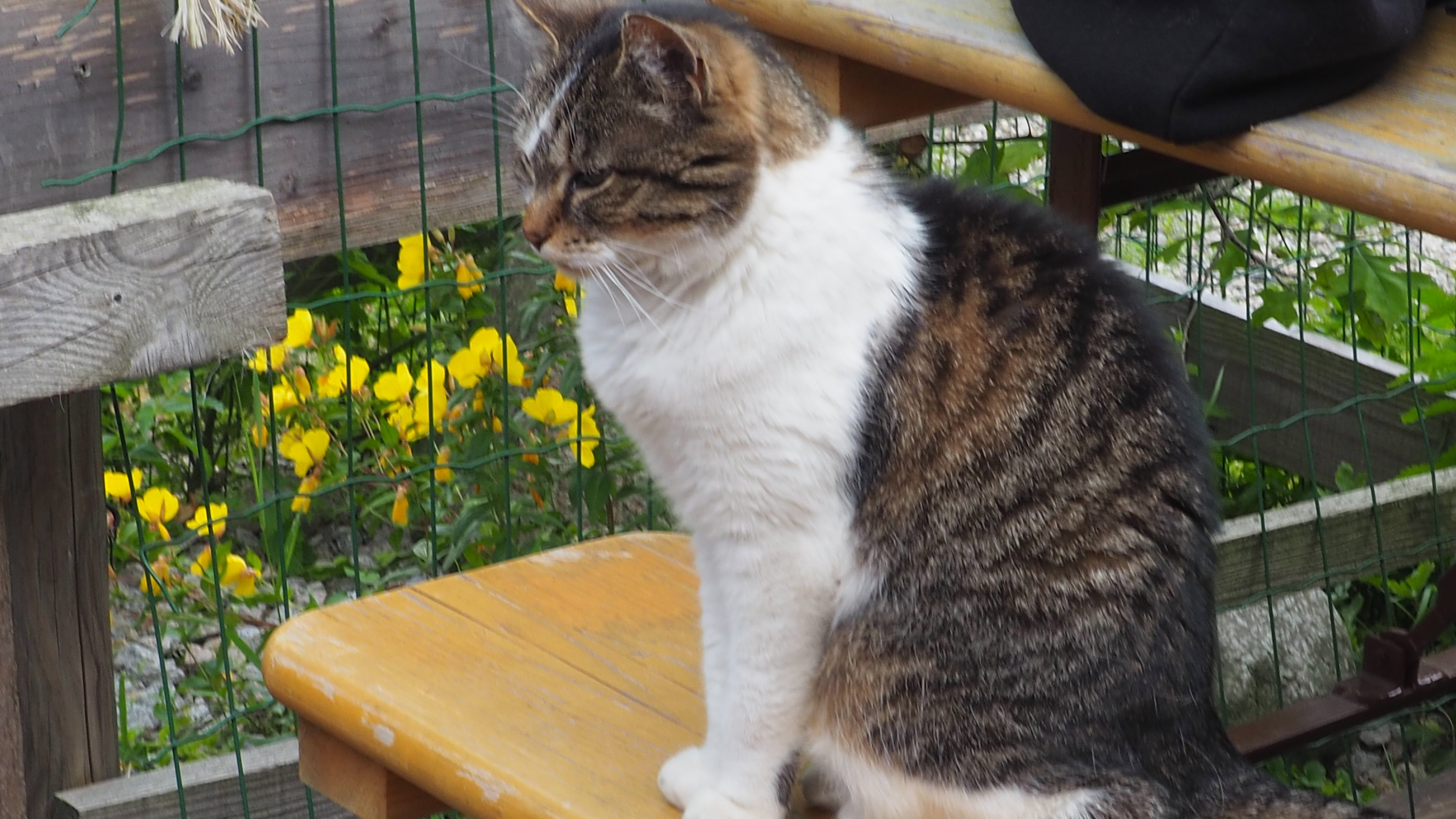 The cat