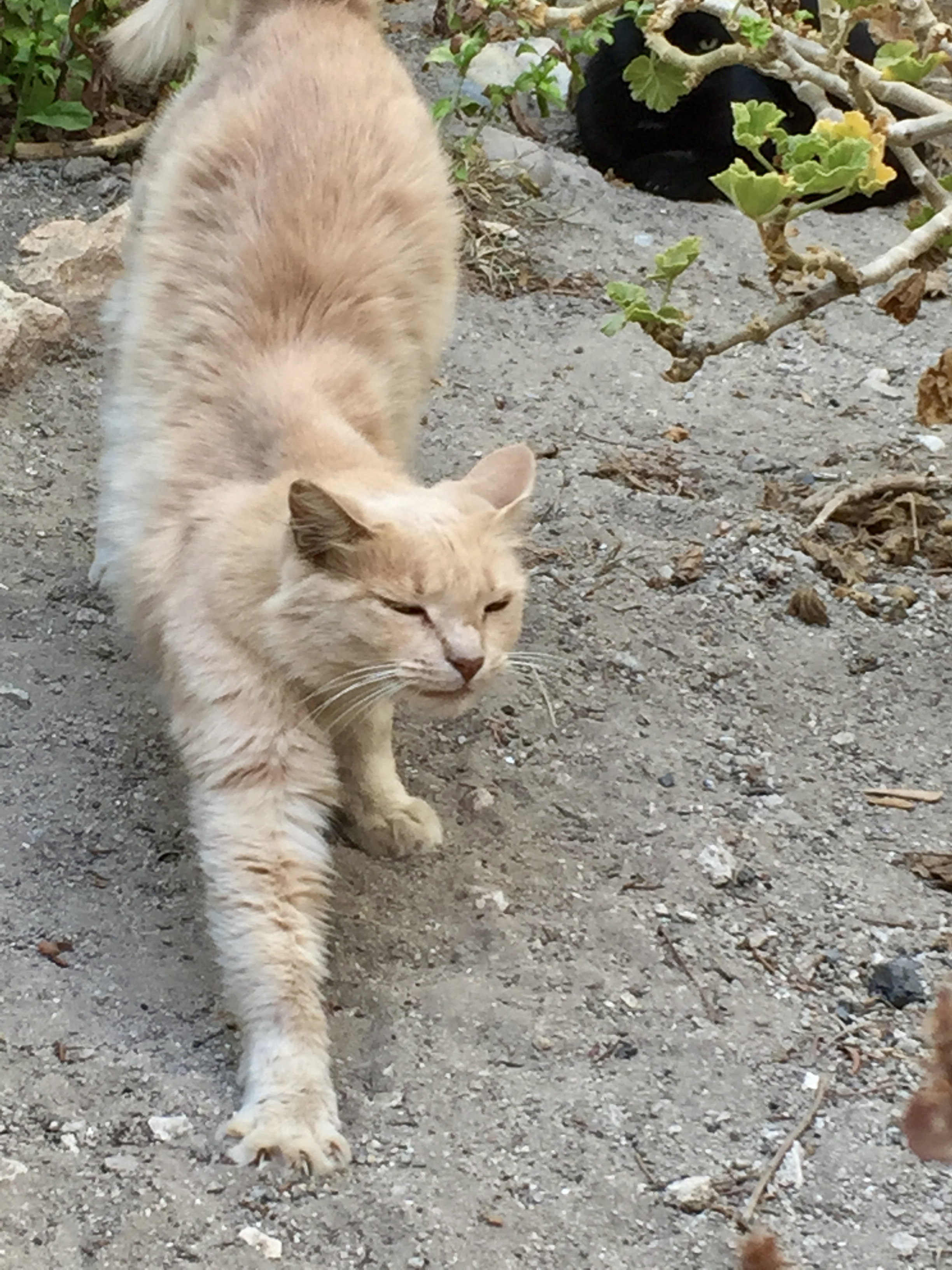 The cat