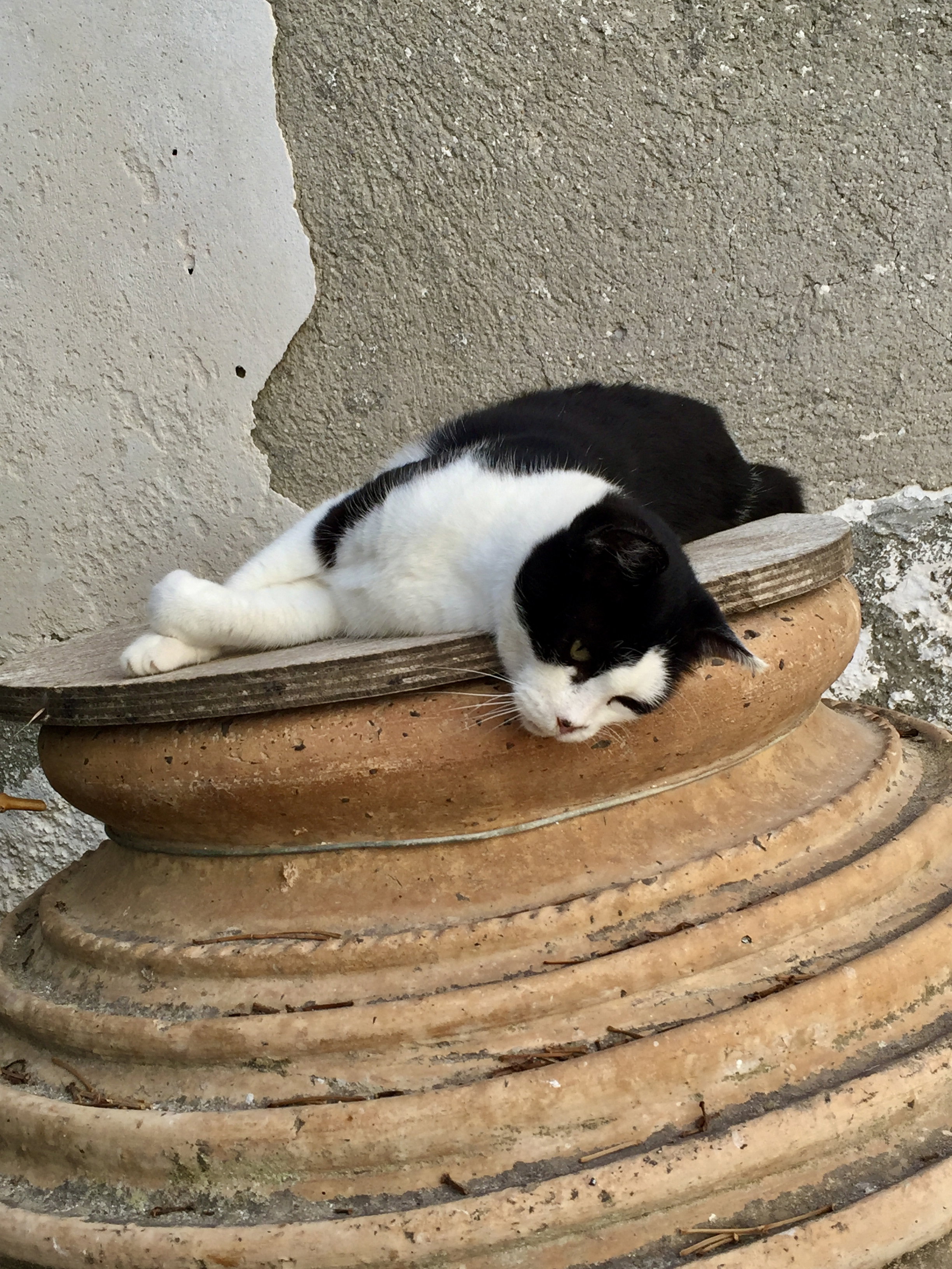 The cat
