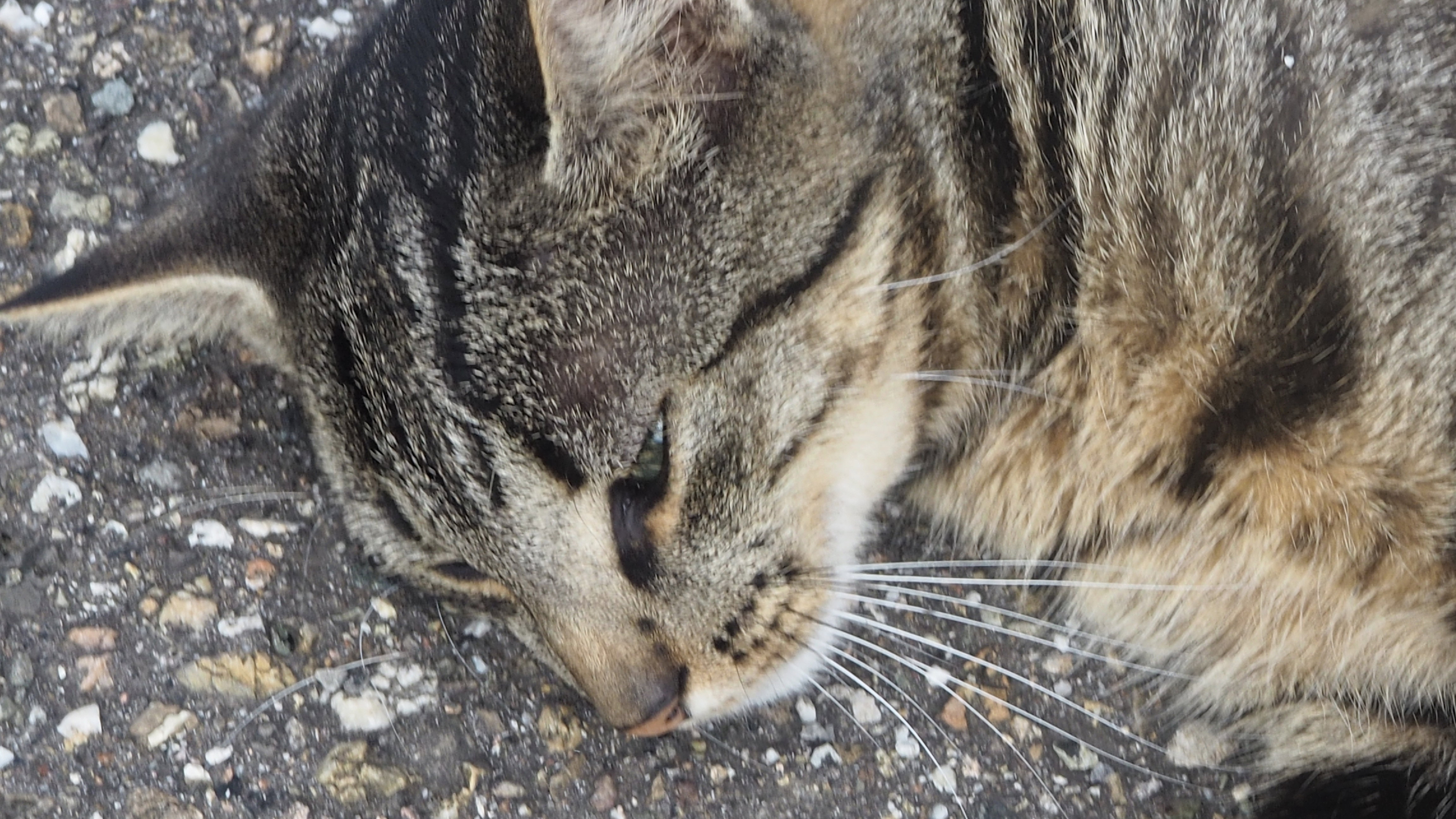 The cat