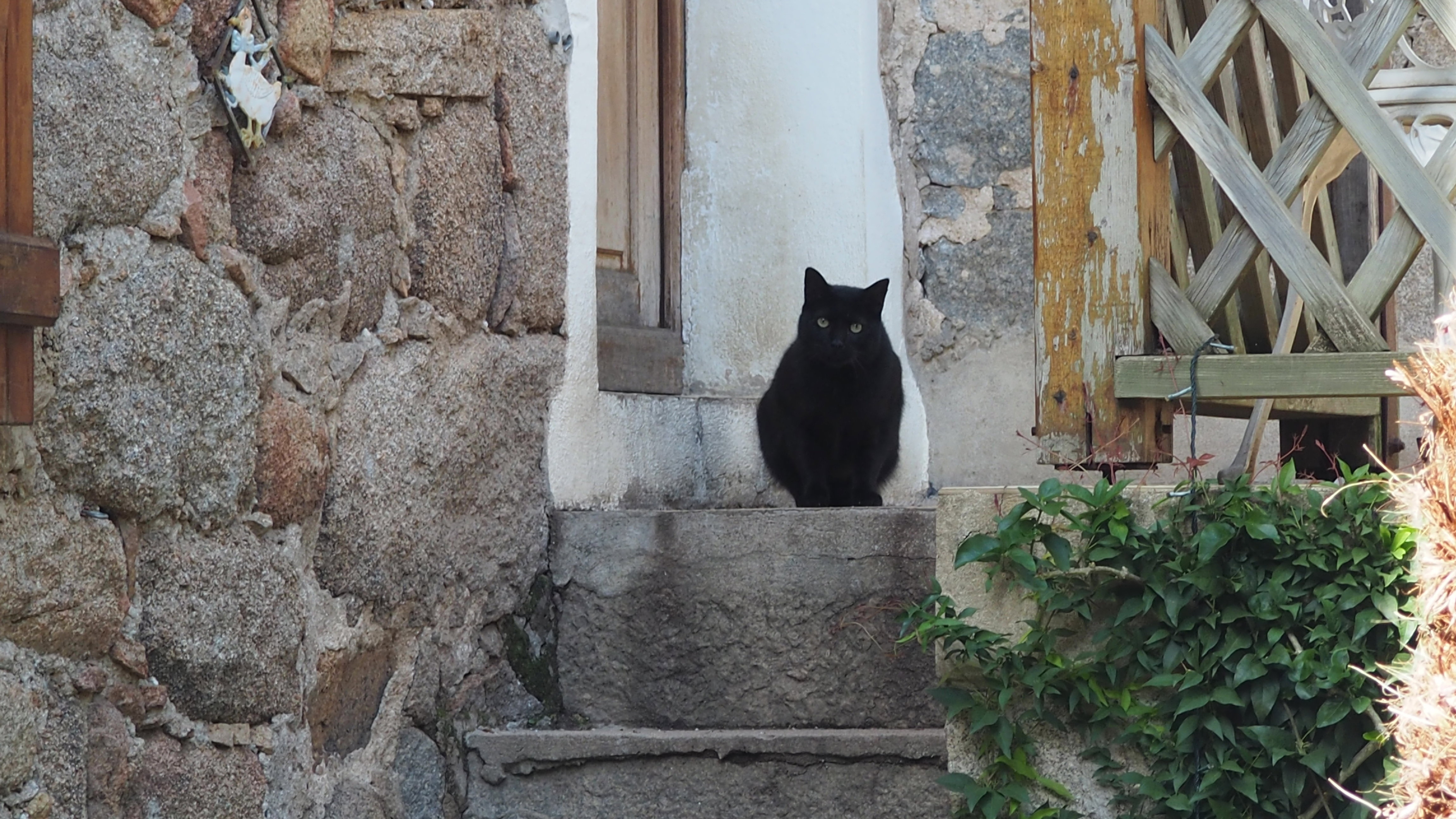 The cat