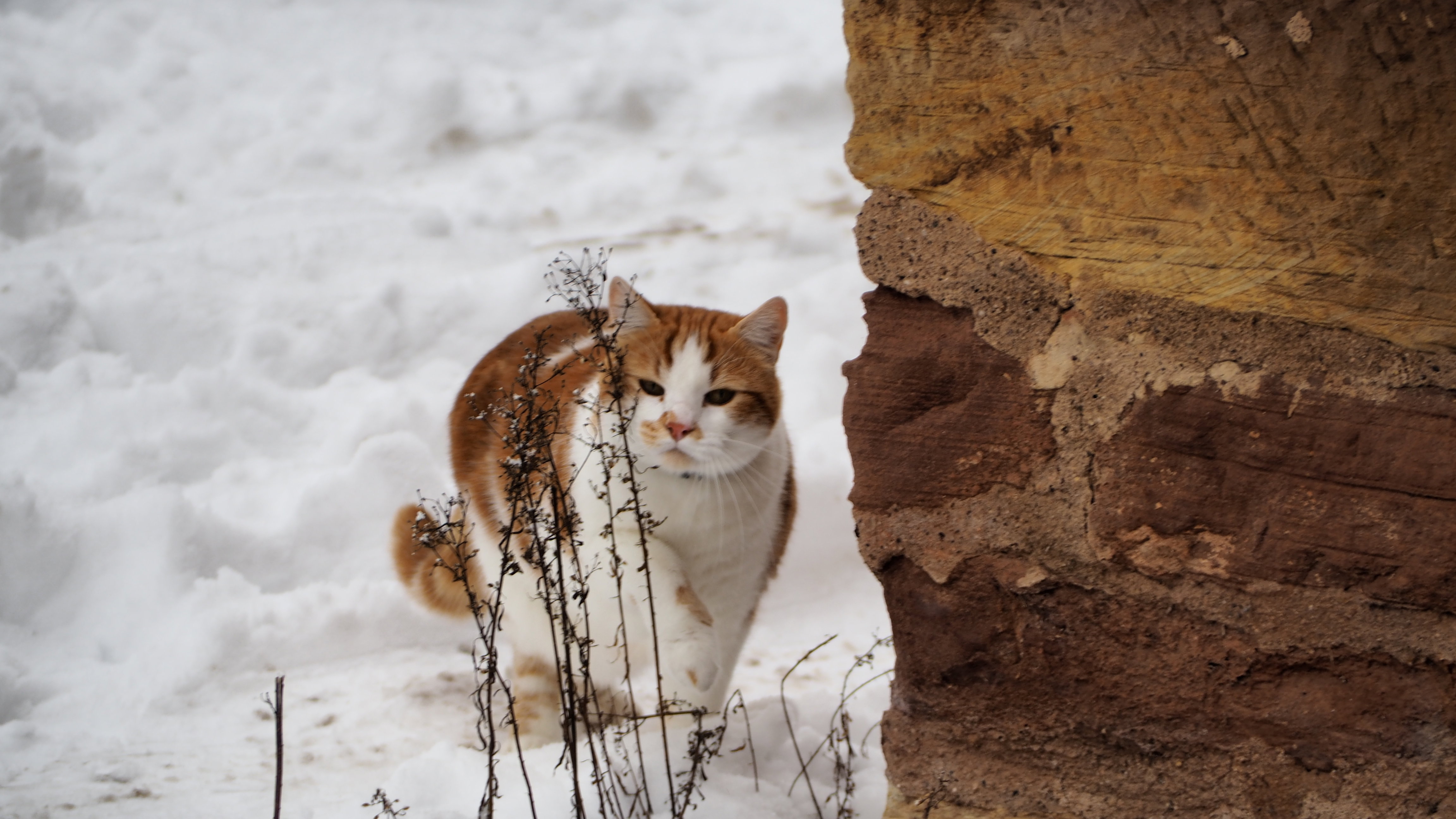 The cat