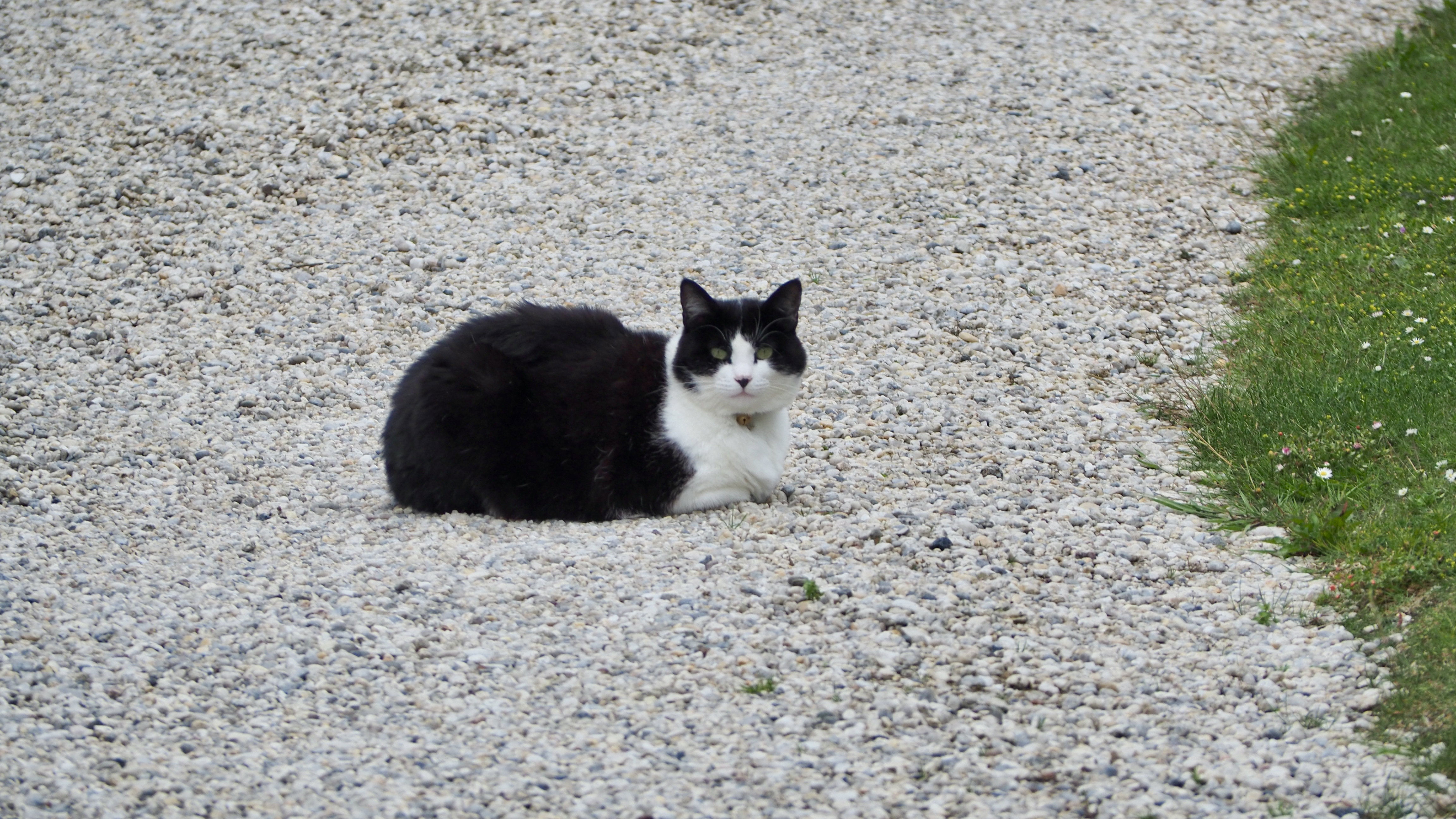 The cat