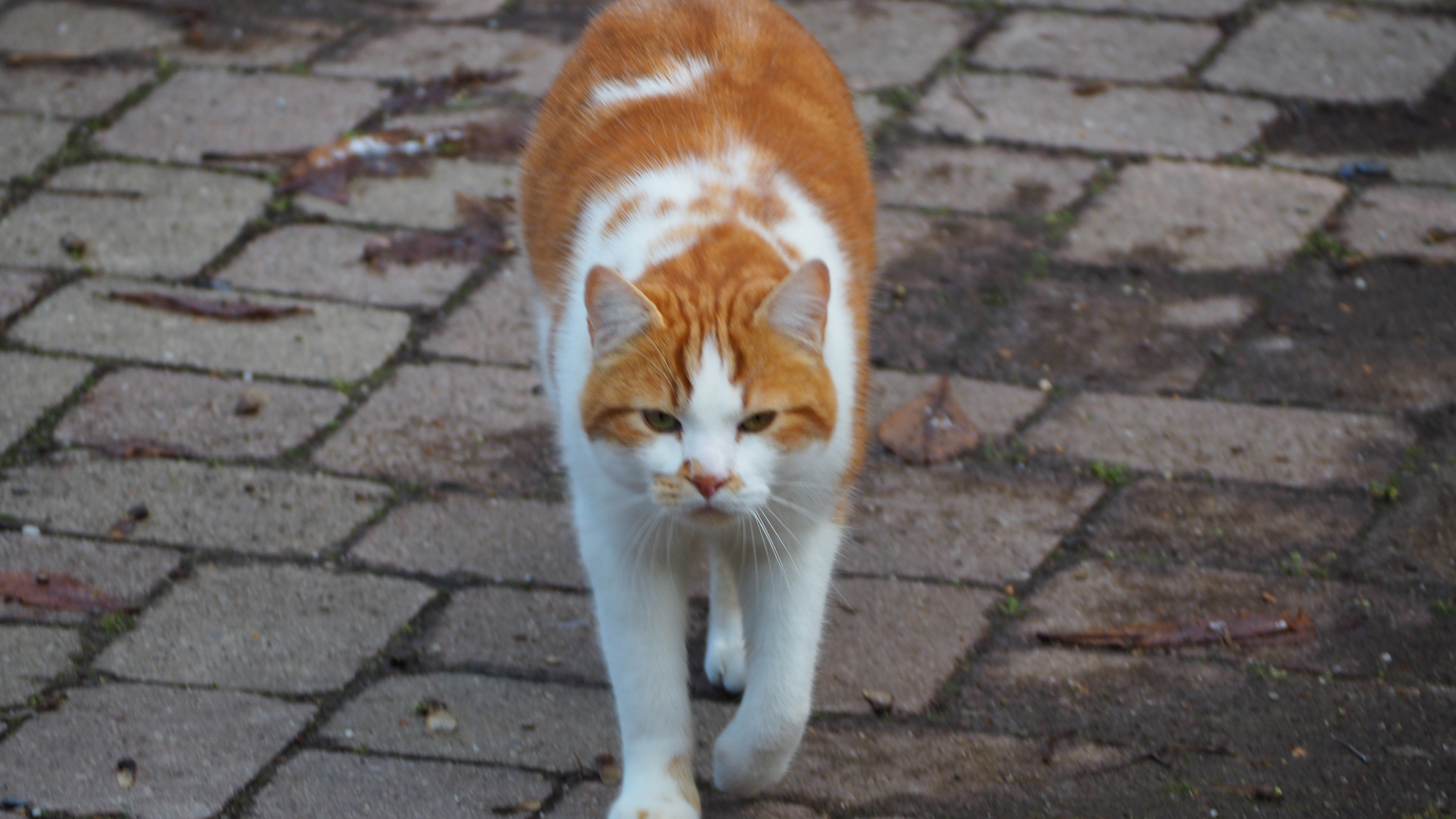The cat