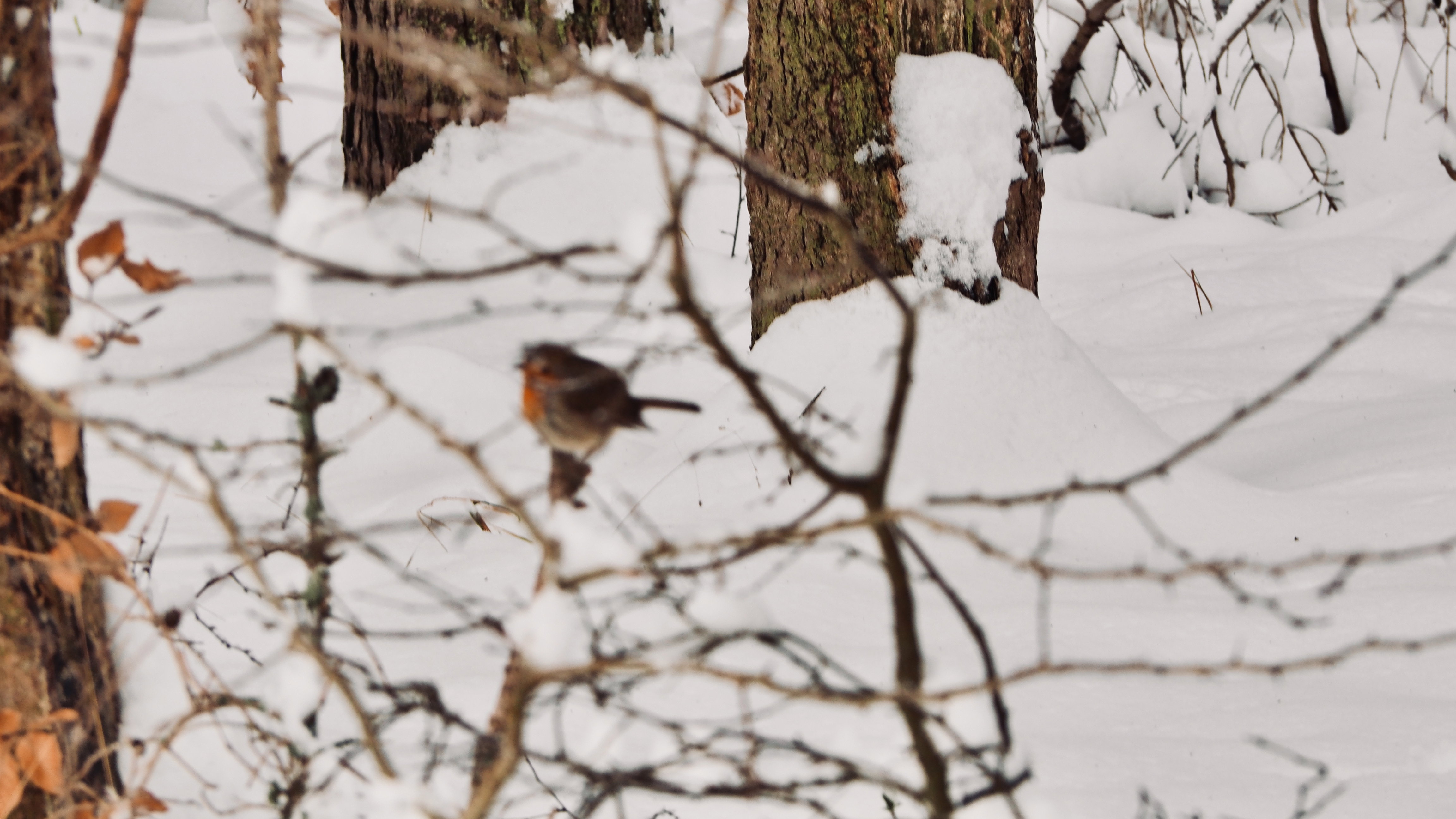 The birds