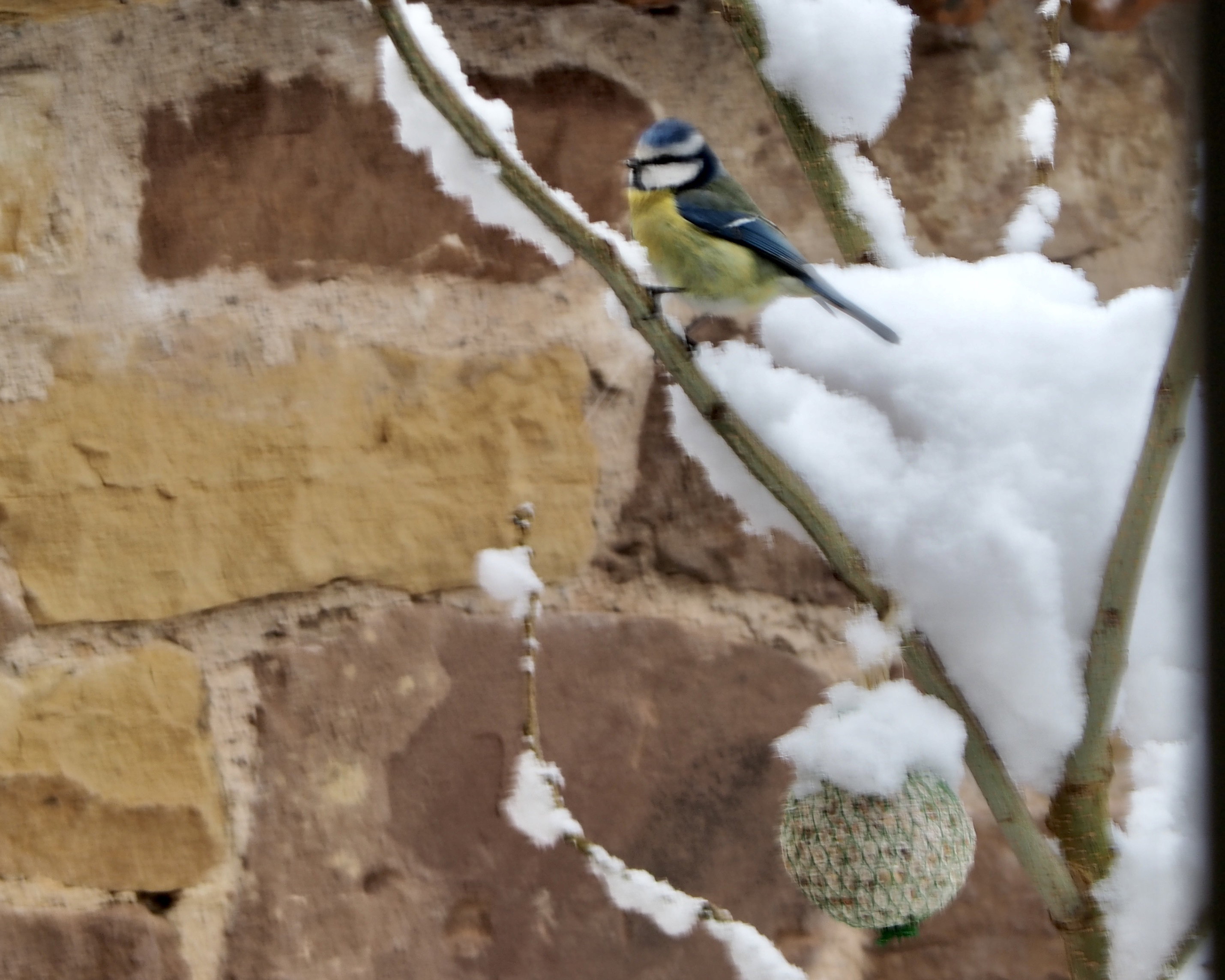 The birds