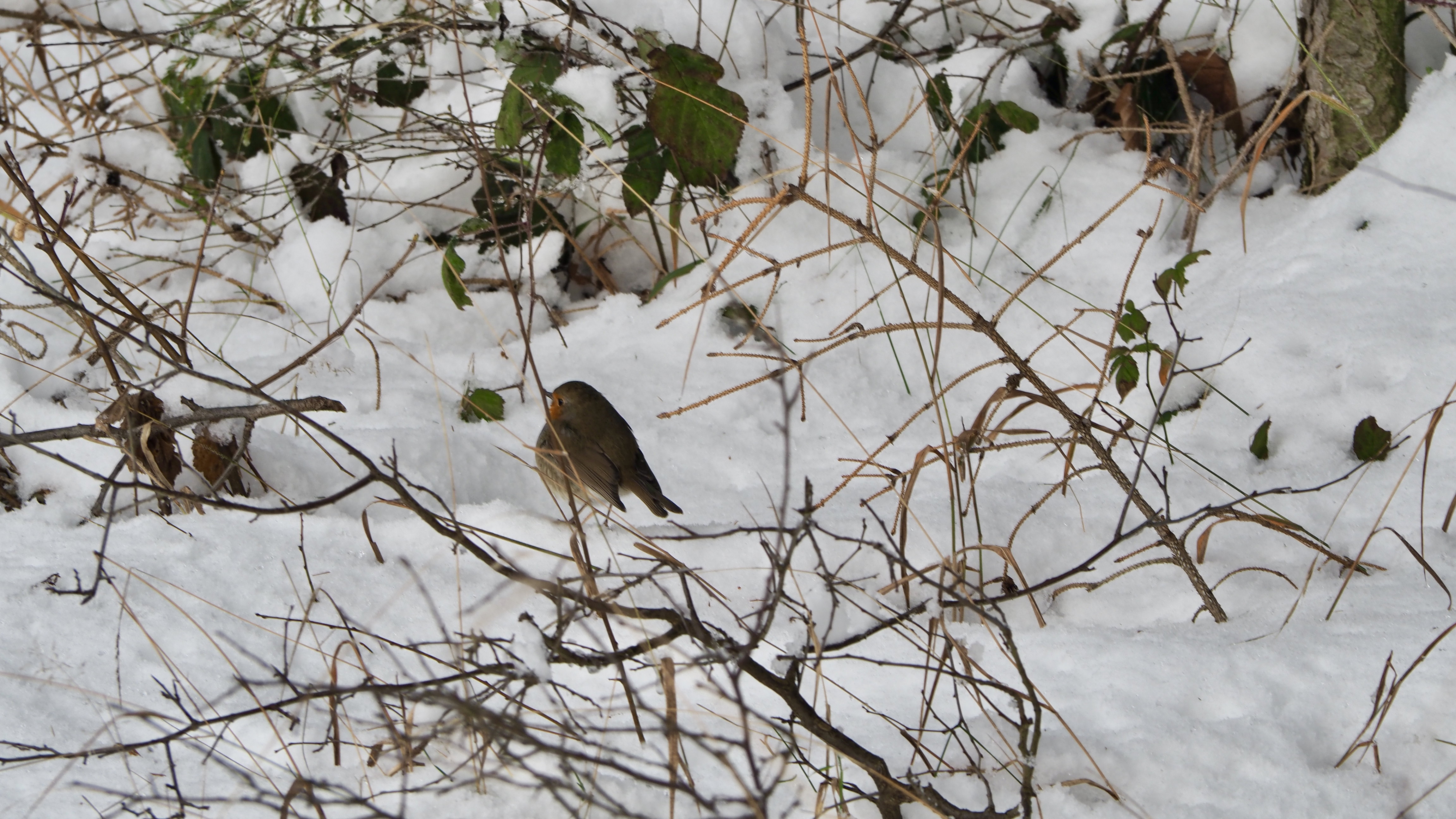 The birds