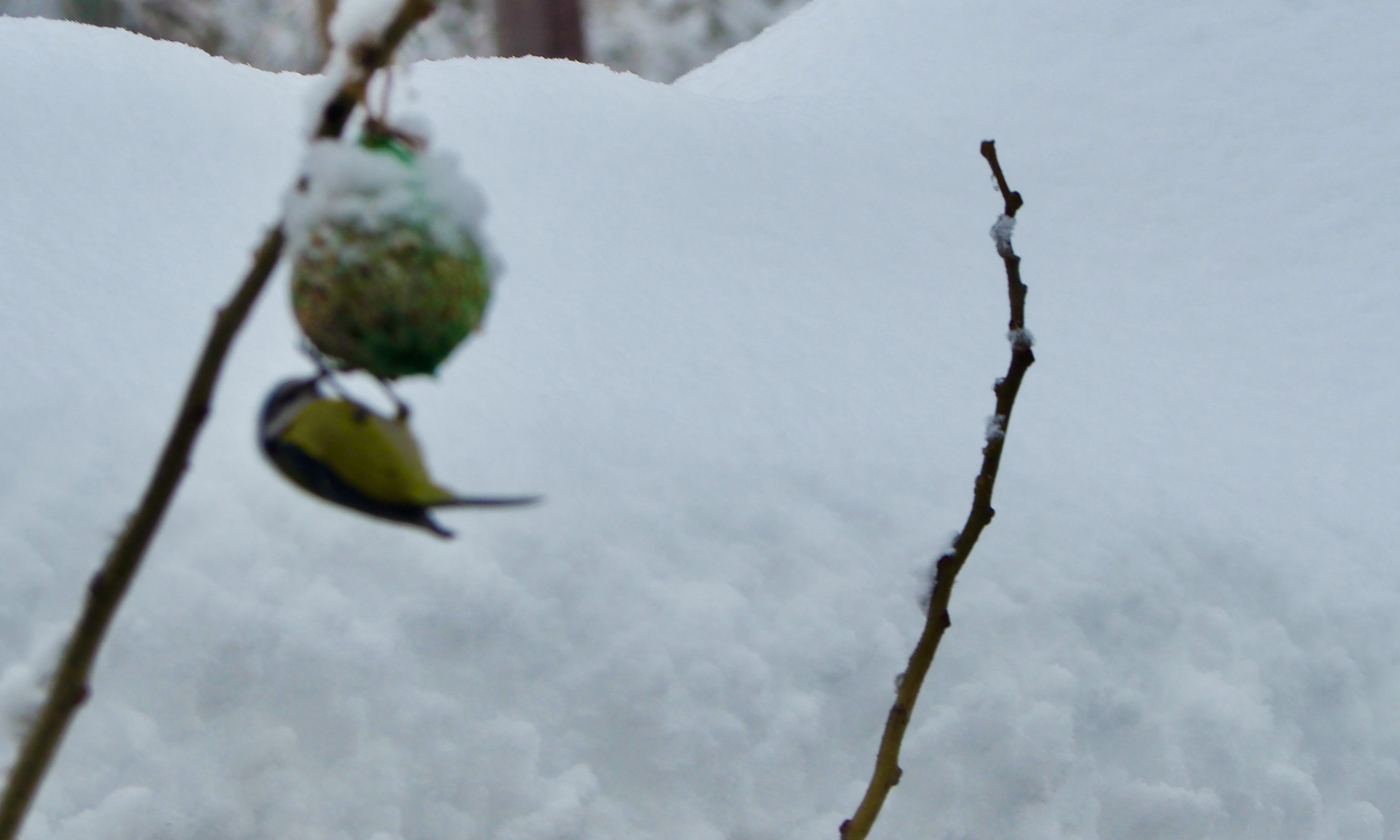 The birds